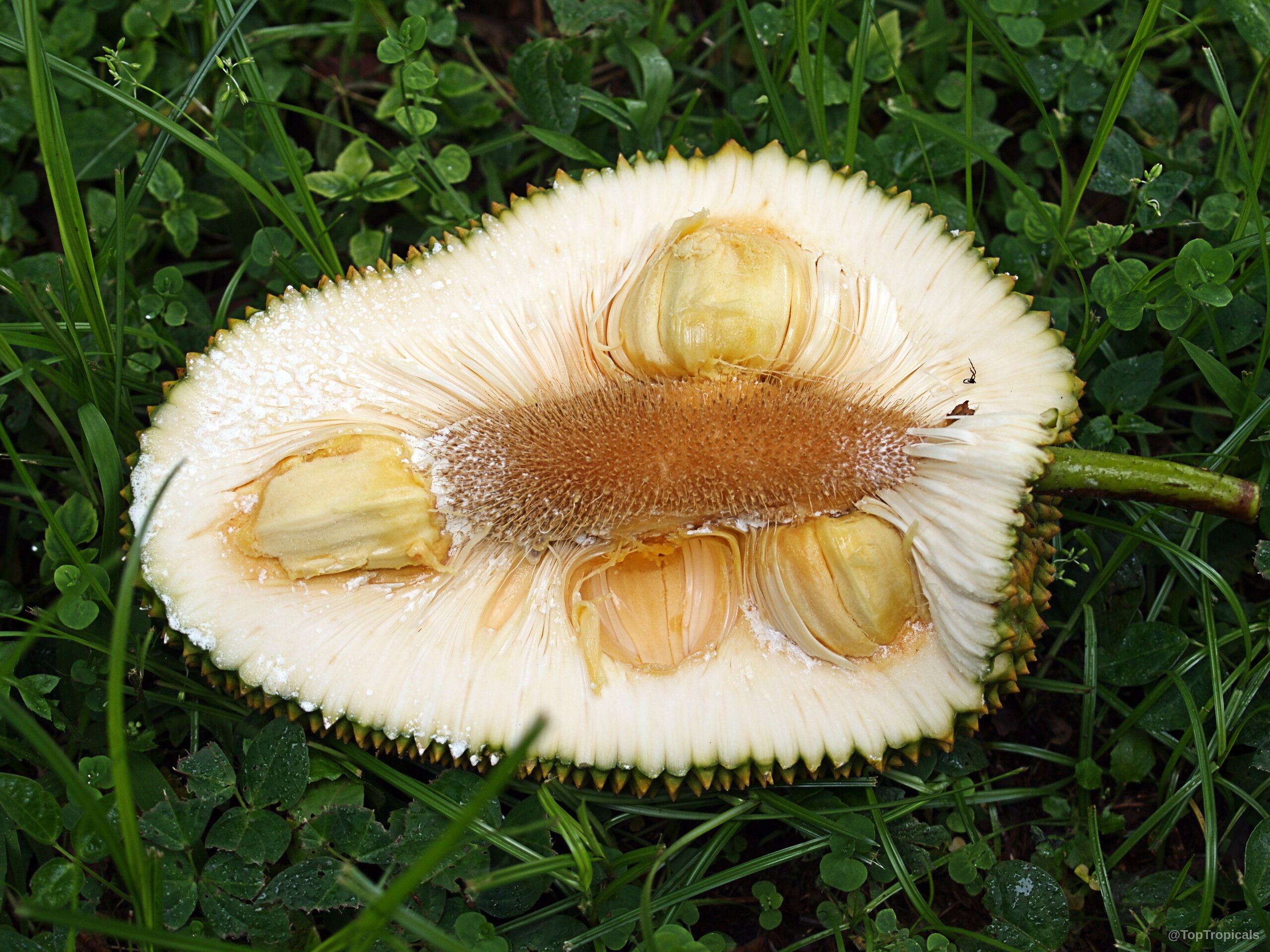Artocarpus integer (Chempedak) halved fruit revealing yellow flesh and a fibrous brown center core. Artocarpus integer (Chempedak) yellow fruit close up in green grass, halved showing pulp and seeds.