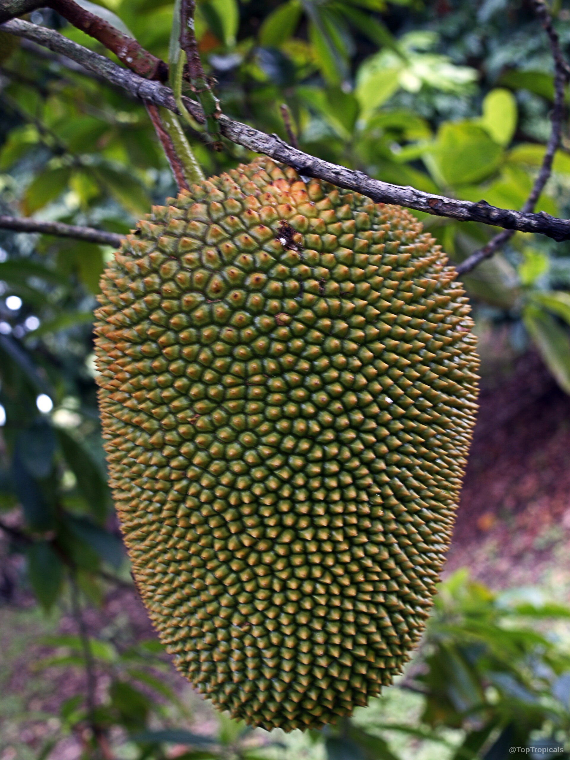 Artocarpus integer (Chempedak) fruit hangs heavy from a thick wooden branch with green leaves. Artocarpus integer (Chempedak) yellow green fruit close up hanging from a tree branch.