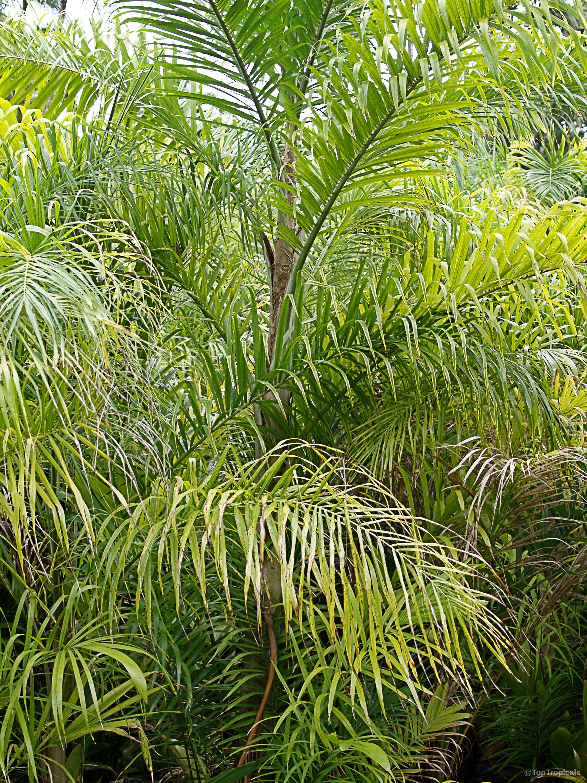 Bactris gasipaes (Peach Palm) displays tall stems covered with thin green foliage spreading outward. Bactris gasipaes (Peach Palm) plant with green narrow long leaves reaching into canopy.