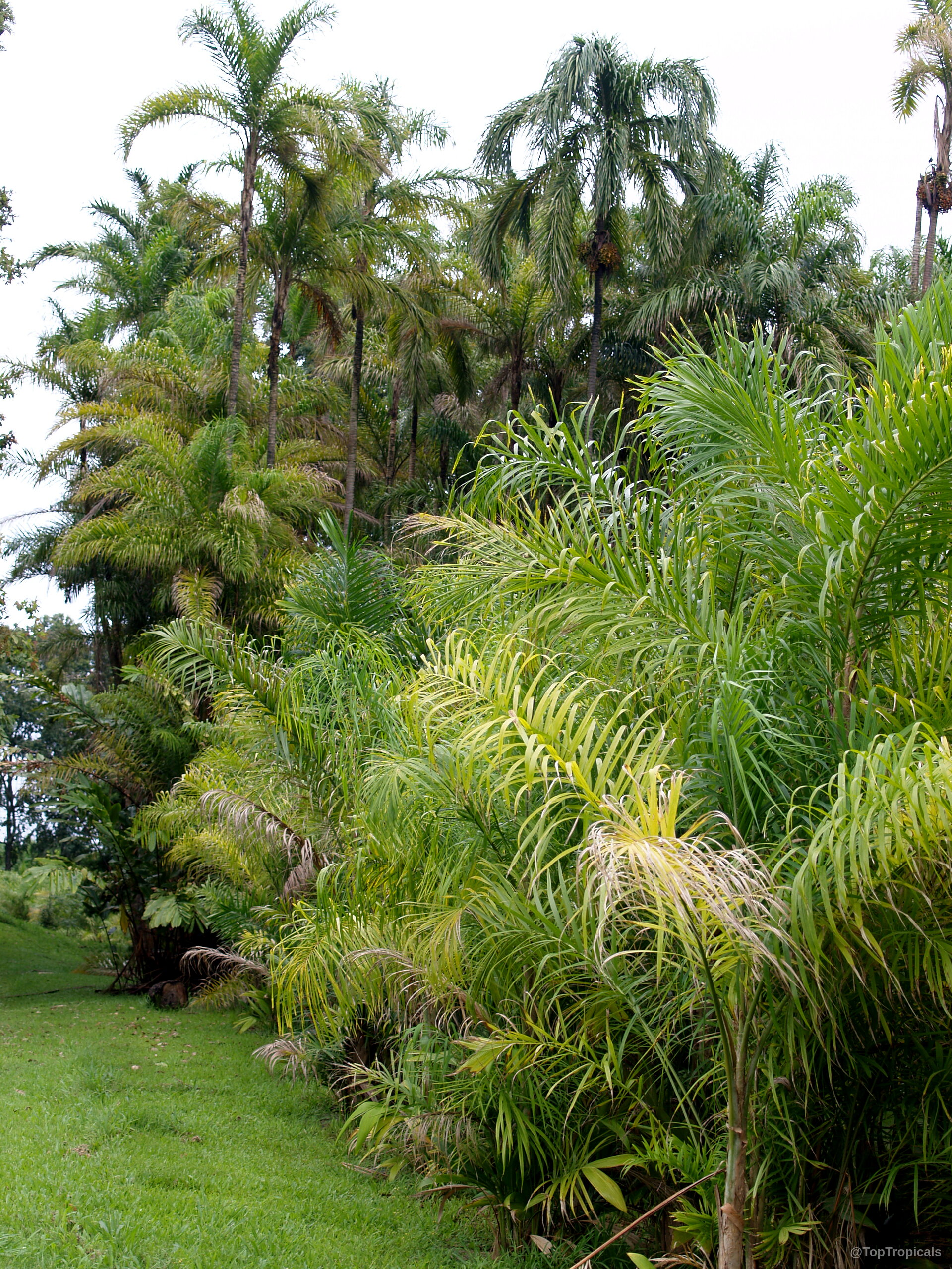 Bactris gasipaes (Peach Palm) group of tall palms with textured trunks and long green fronds. Bactris gasipaes (Peach Palm) tall tree with green feathery leaves reaching toward the sky