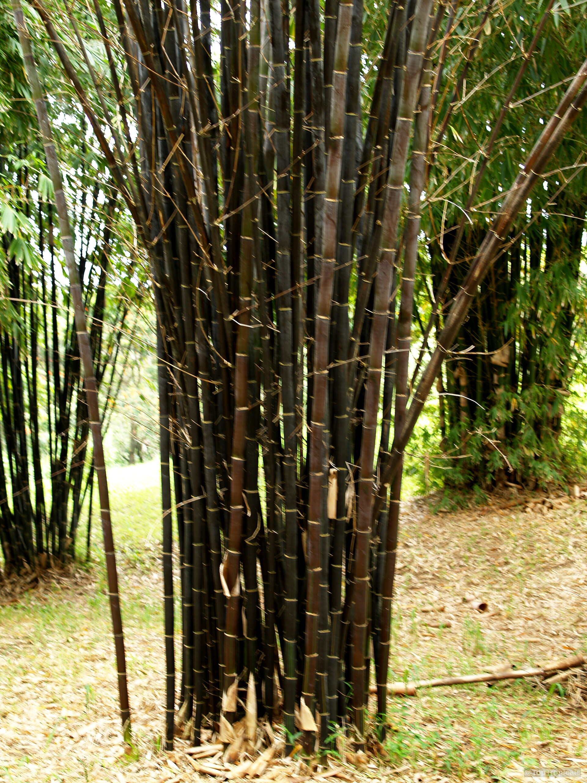 Bambusa sp. (Common bamboo) with numerous tall black stalks growing together in a tight cluster Bambusa sp. (Common bamboo) black stalks forming tall dense plant growing in clump formation