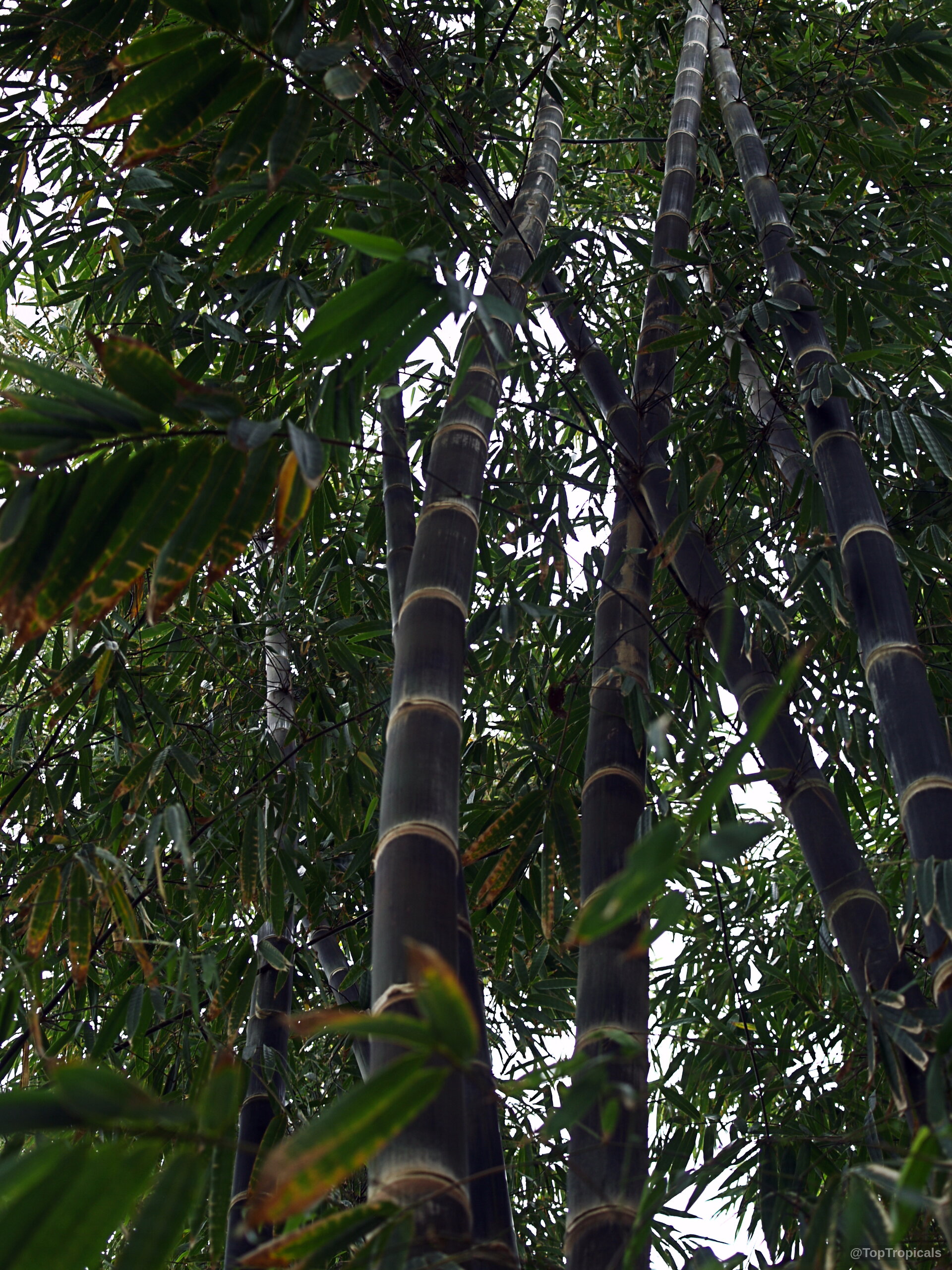 Bambusa sp. (Common bamboo) showing towering dark grey canes and delicate green leaves reaching upward. Bambusa sp. (Common bamboo) tall dark grey canes and slender green leaves plant view