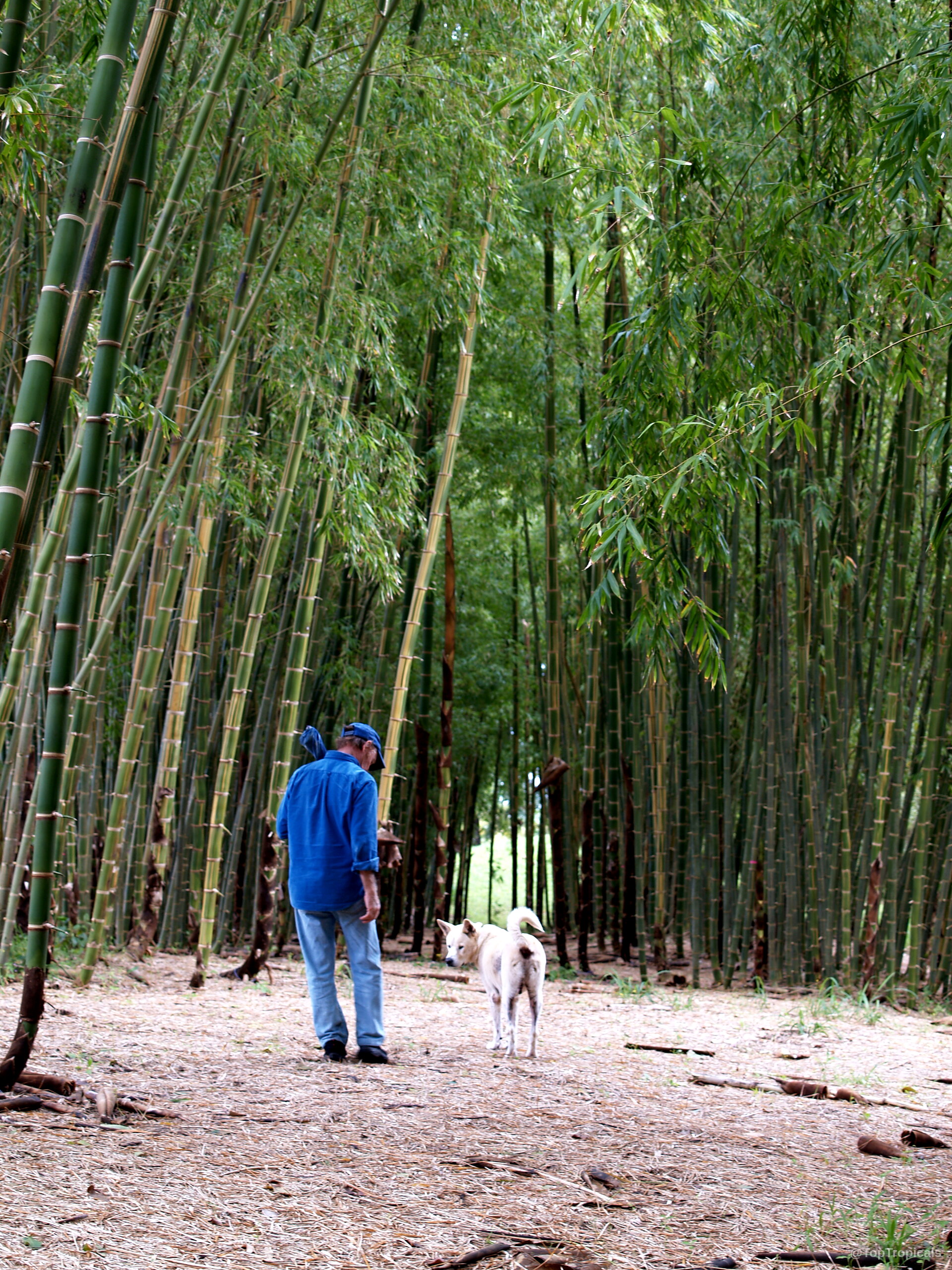 Bambusa sp. (Common bamboo) tall green stalks filling a dense grove with a man and dog. Bambusa sp. (Common bamboo) tall green plant stalks stand within a dense bamboo grove.