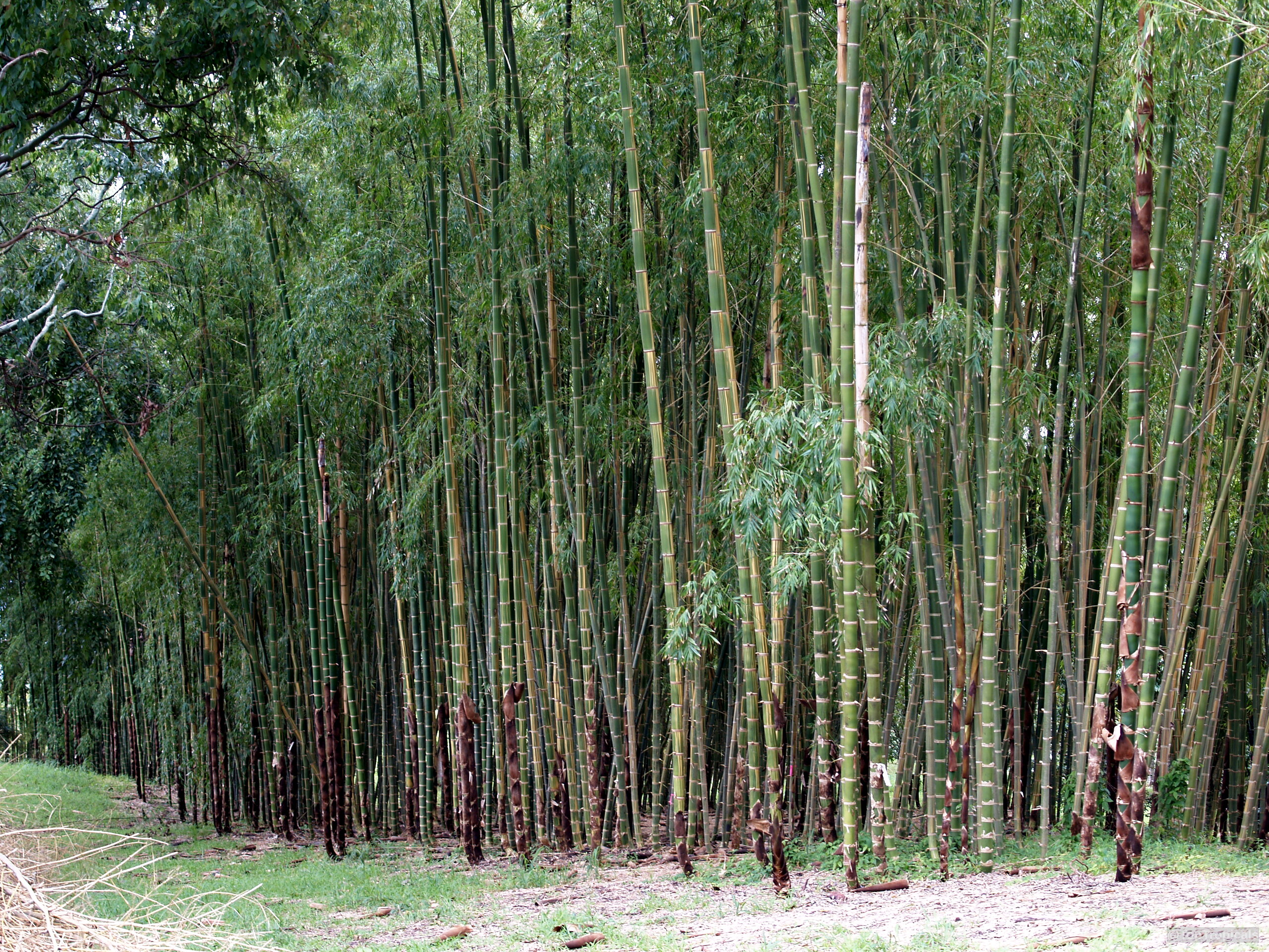 Bambusa sp. (Common bamboo) tall green stems with thin leaves growing in a dense cluster. Bambusa sp. (Common bamboo) tall green plant stems growing closely in a dense cluster.