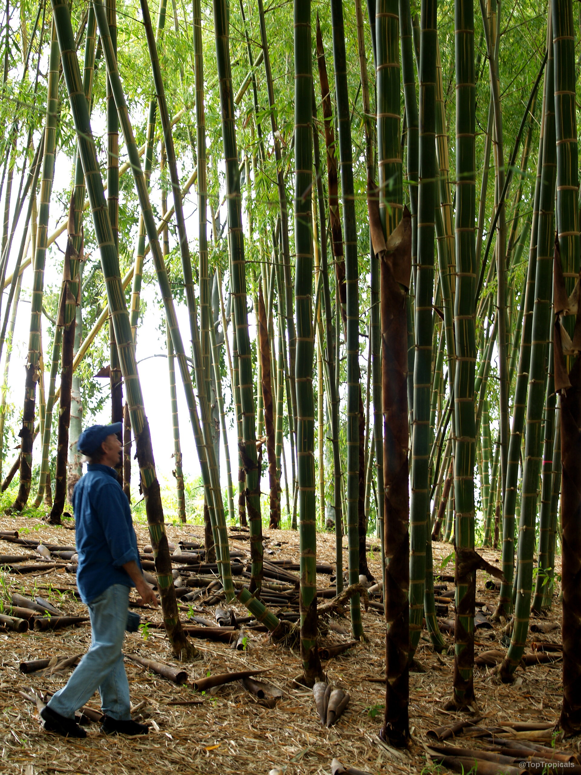 Bambusa sp. (Common bamboo) stems growing upward with a person standing for scale comparison. Bambusa sp. (Common bamboo) tall green plant stems growing upward in a dense stand.