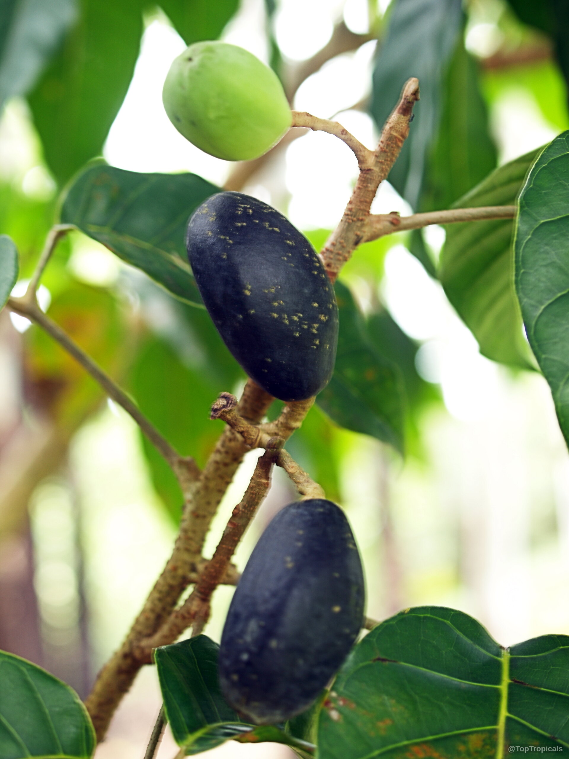 Canarium harveyi (Canarium Nut) with oval dark fruit hanging from a thin woody branch. Canarium harveyi (Canarium Nut) with black and green fruit close up on a branch.