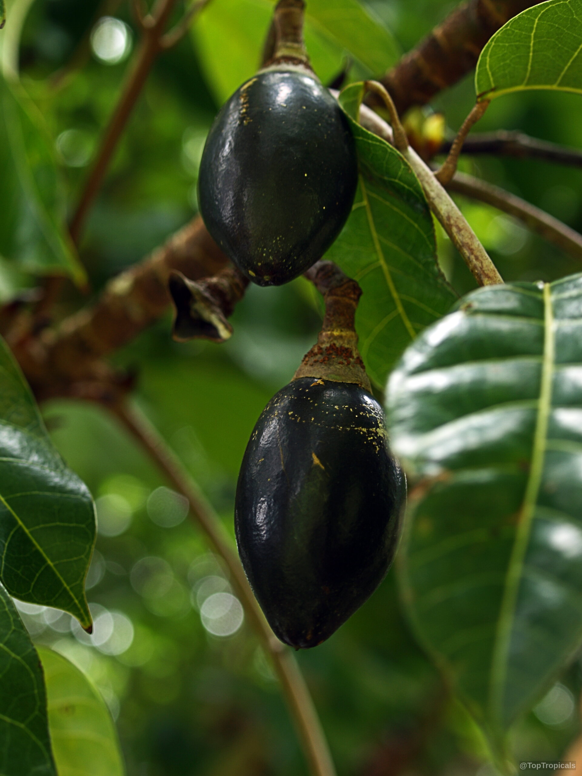 Canarium harveyi (Canarium Nut) showing smooth dark oval fruit hanging among glossy green leaves. Canarium harveyi (Canarium Nut) with dark black fruit hanging from branches in close up.