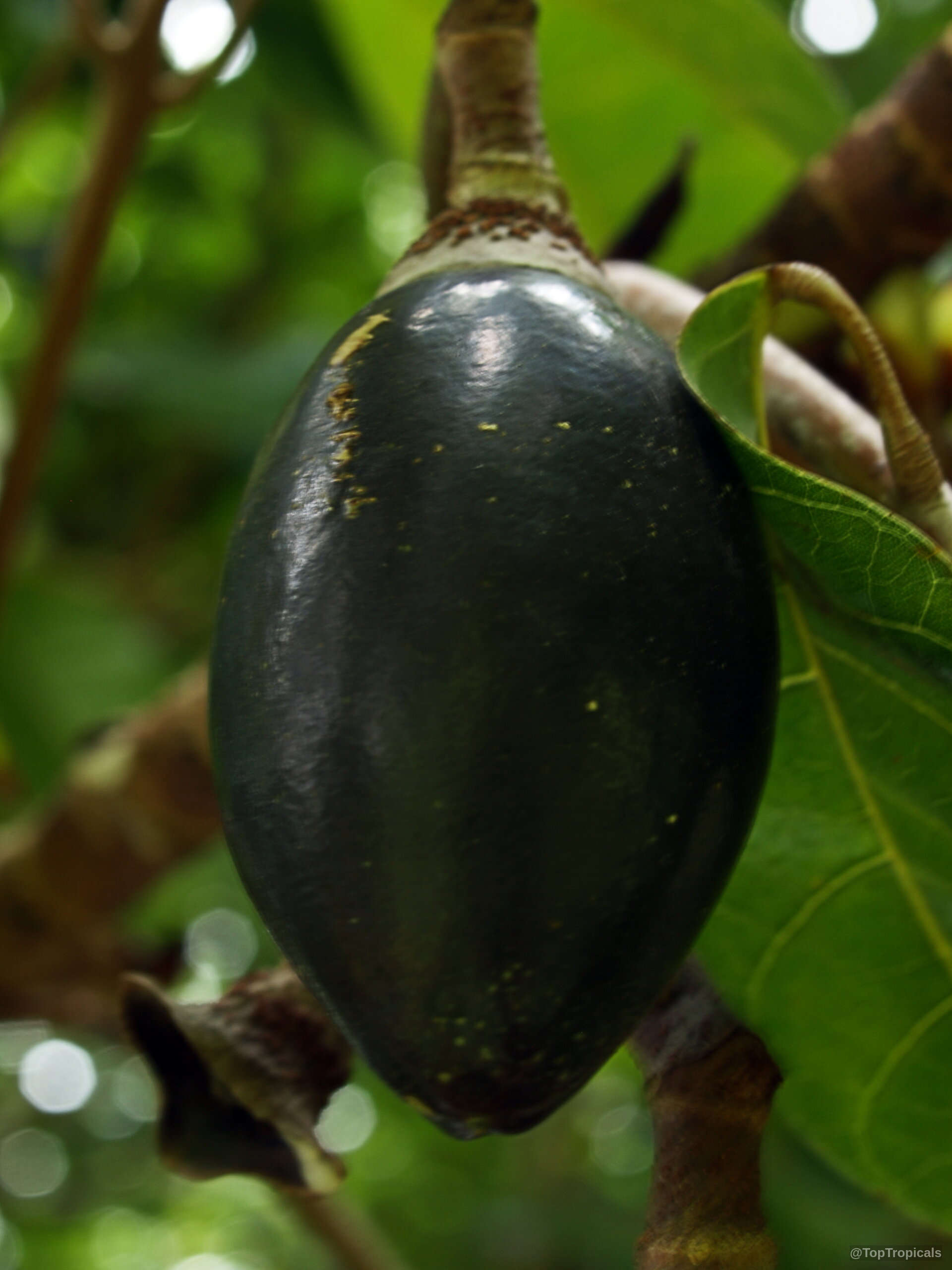 Canarium harveyi (Canarium Nut) fruit with a smooth dark surface dangling from a tree branch. Canarium harveyi (Canarium Nut) dark green fruit hanging on a woody branch close up.
