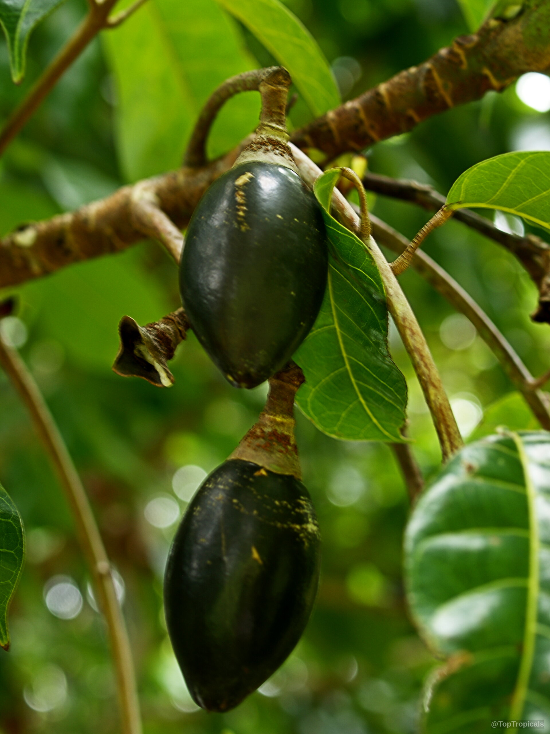 Canarium harveyi (Canarium Nut) carrying smooth oval fruit hanging from firm brown wooden branches Canarium harveyi (Canarium Nut) with smooth dark black oval fruit on branches close up