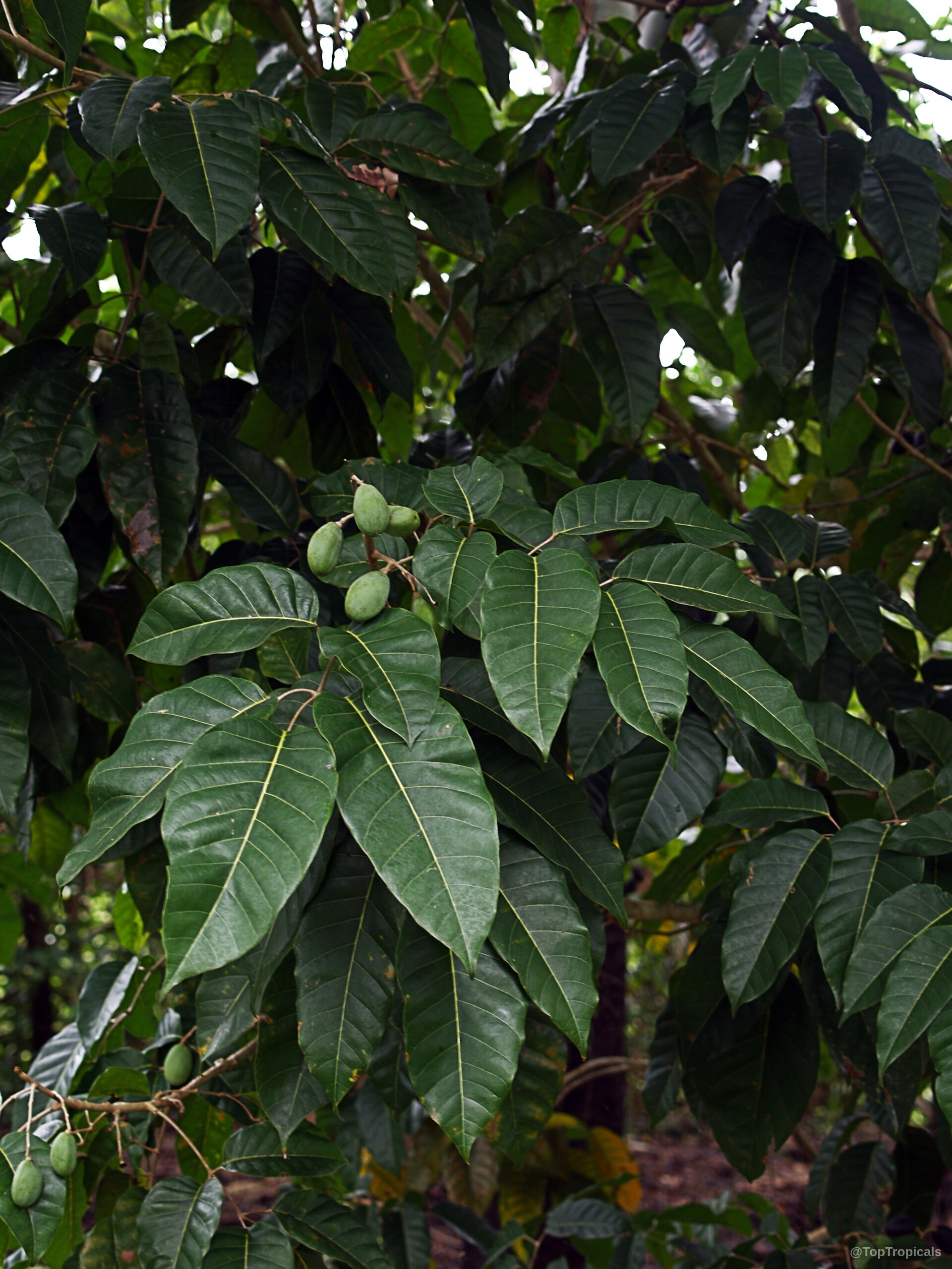 Canarium harveyi (Canarium Nut) tree branches hold clusters of small oval light green firm fruit. Canarium harveyi (Canarium Nut) tree branches with small oval light green fruit foliage growth.