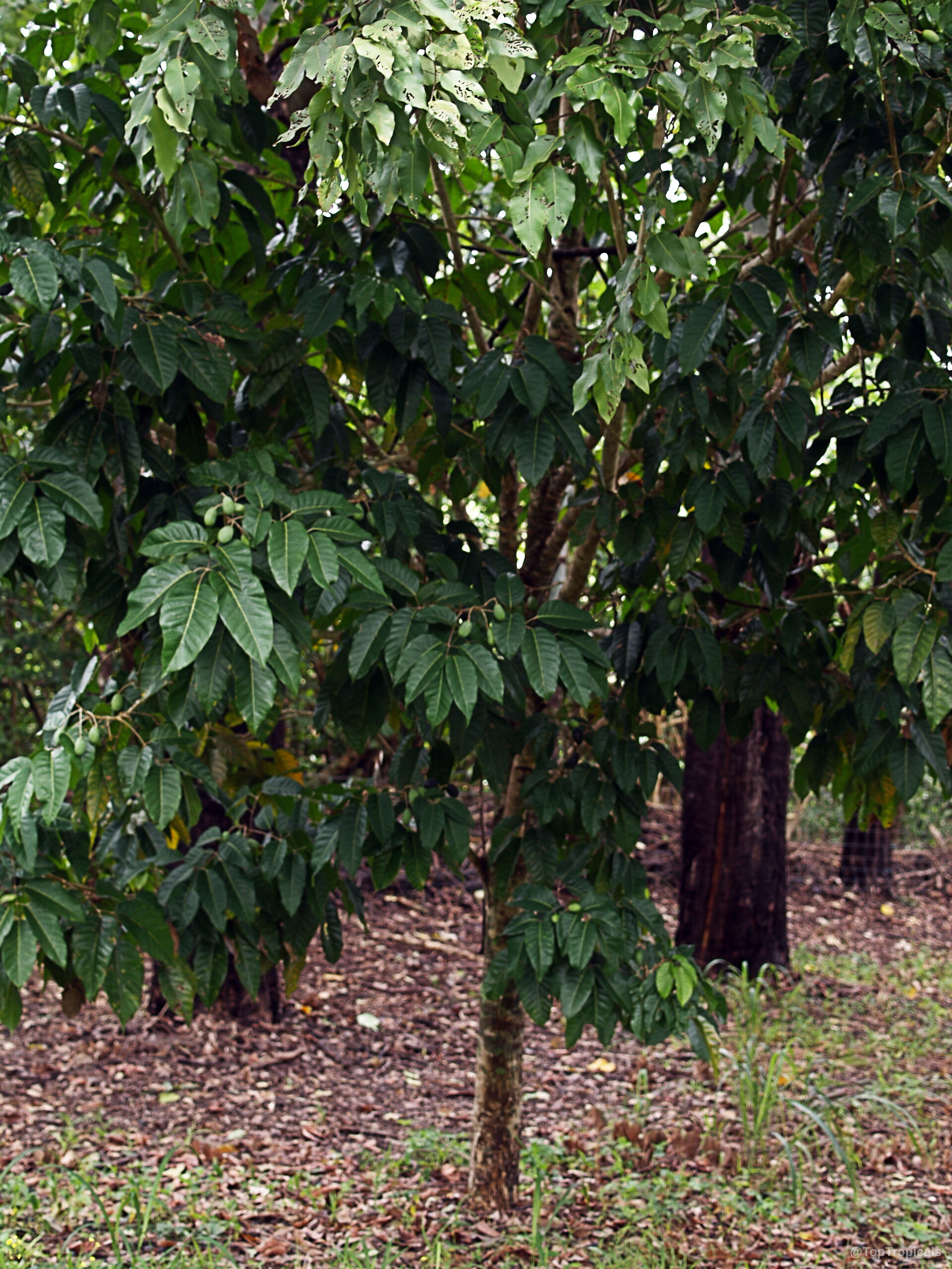 Canarium harveyi (Canarium Nut) tree stands upright with green leaves and small ripening oval fruit. Canarium harveyi (Canarium Nut) tree with green leaves and small ripening fruit on branches