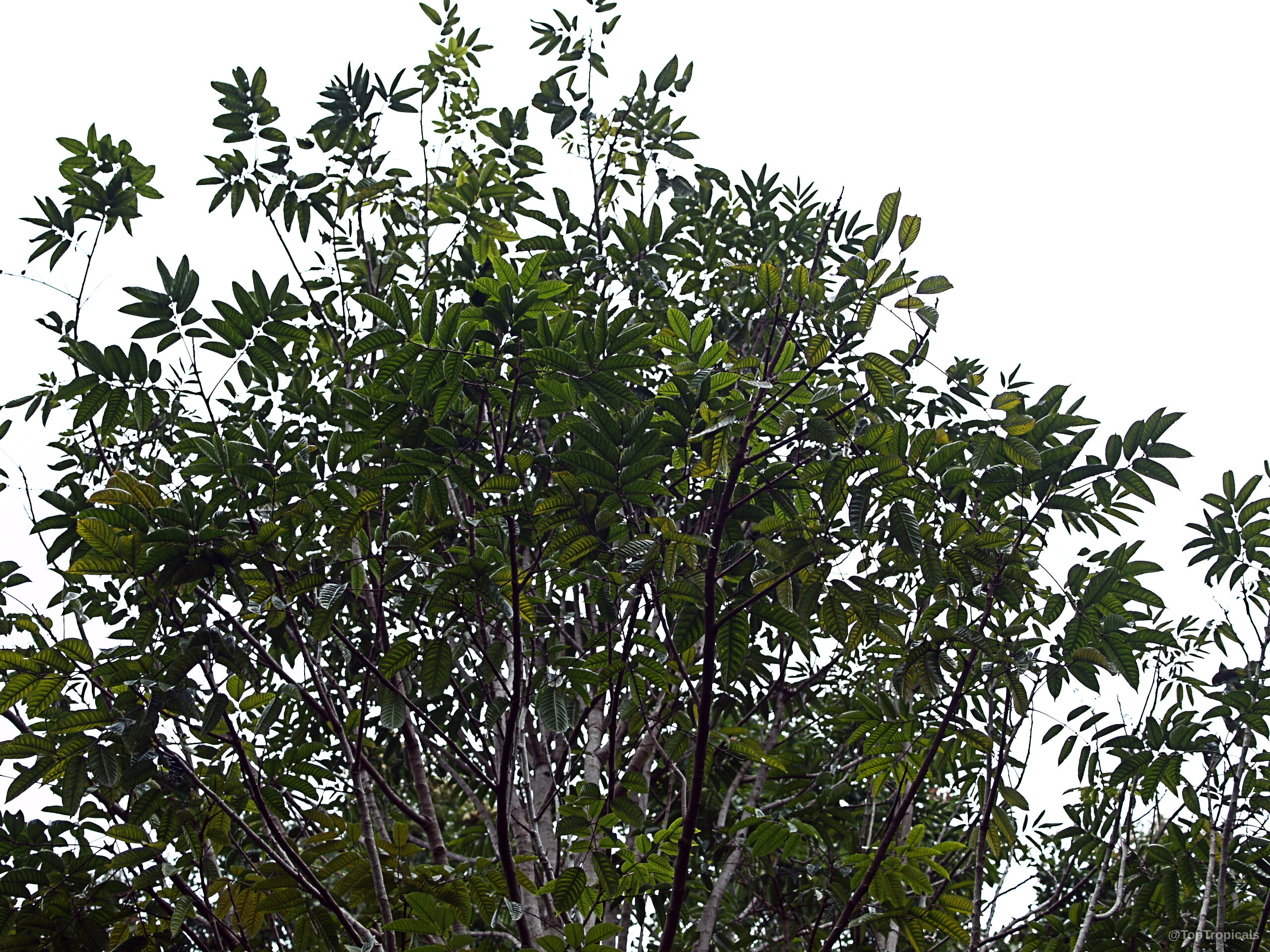 Canarium odontophyllum (Dabai) tree with long stems and thin green leaves spreading toward the sky. Canarium odontophyllum (Dabai) green leaves on a tree against a clear sky backdrop.