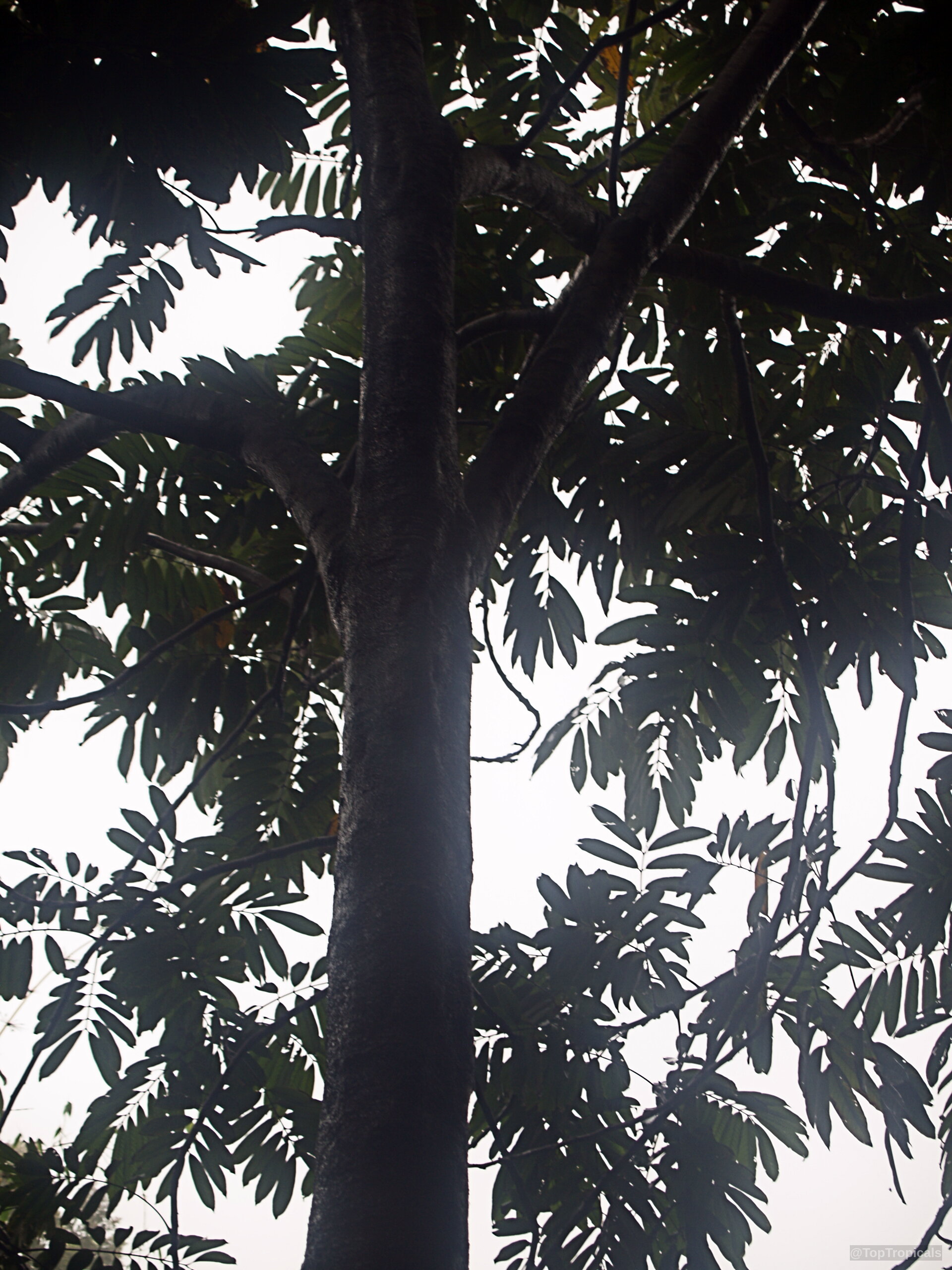 Canarium odontophyllum (Dabai) tree trunk with dark bark and numerous oval green leaves attached branches. Canarium odontophyllum (Dabai) tree trunk with green leaves reaching toward the open sky above.