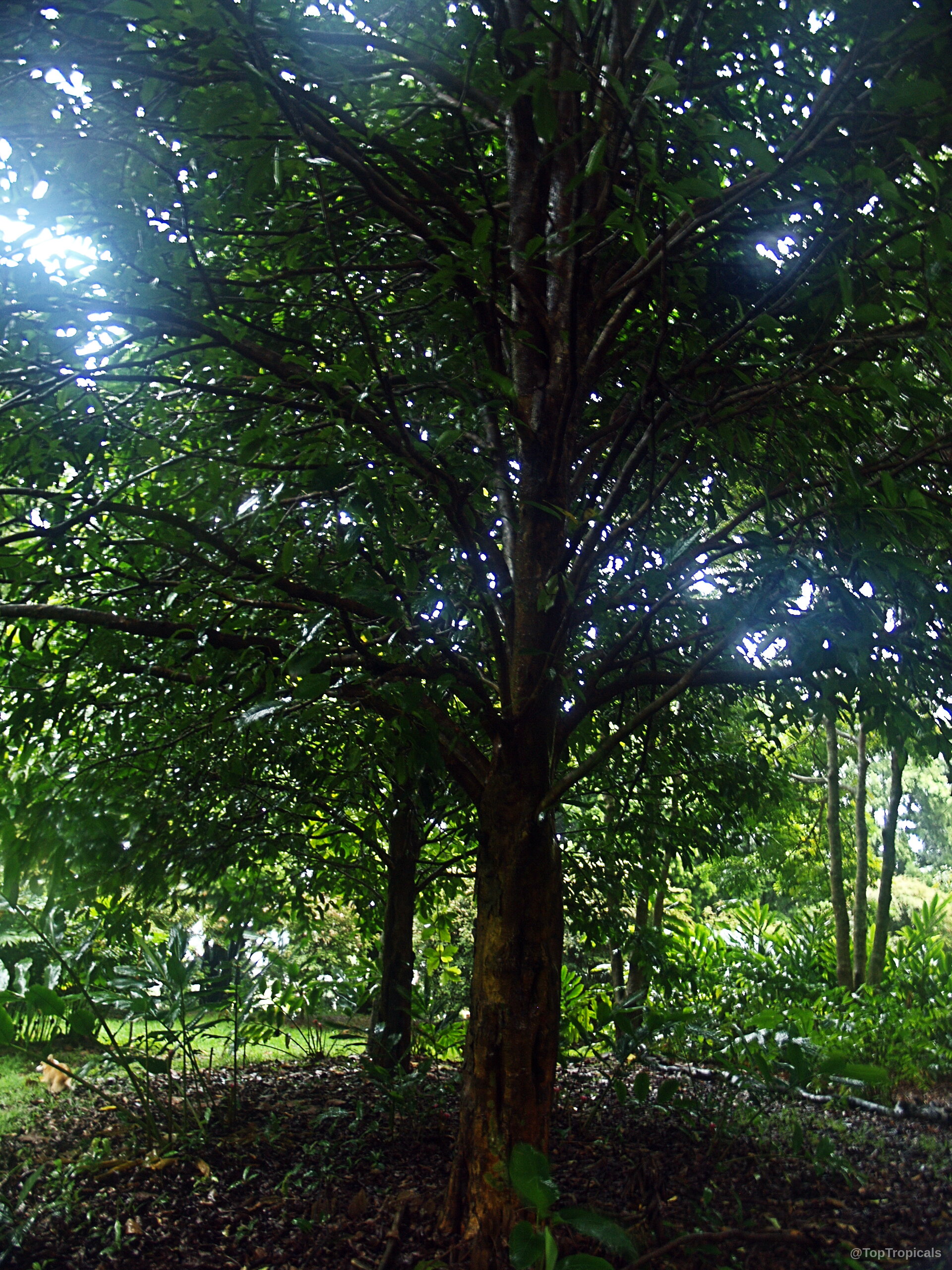Canarium ovatum (Pili Nut) tree with dense green leaves and a thick textured brown trunk Canarium ovatum (Pili Nut) tree with green leaves and thick brown textured bark trunk