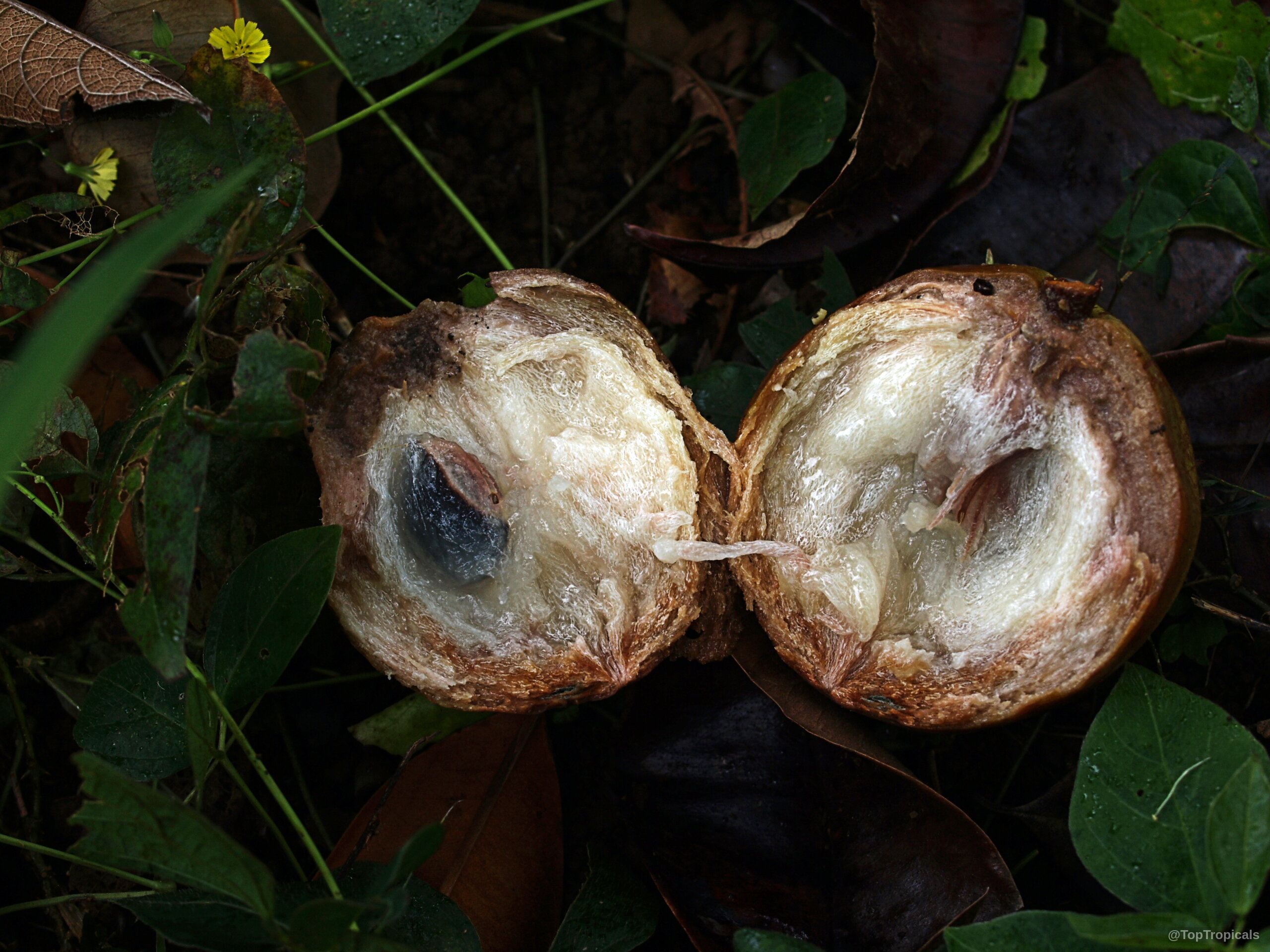 Chrysophyllum cainito (Caimito) split open with white translucent pulp inside the brown round fruit. Chrysophyllum cainito (Caimito) brown fruit split open revealing white pulp and black seed close up.
