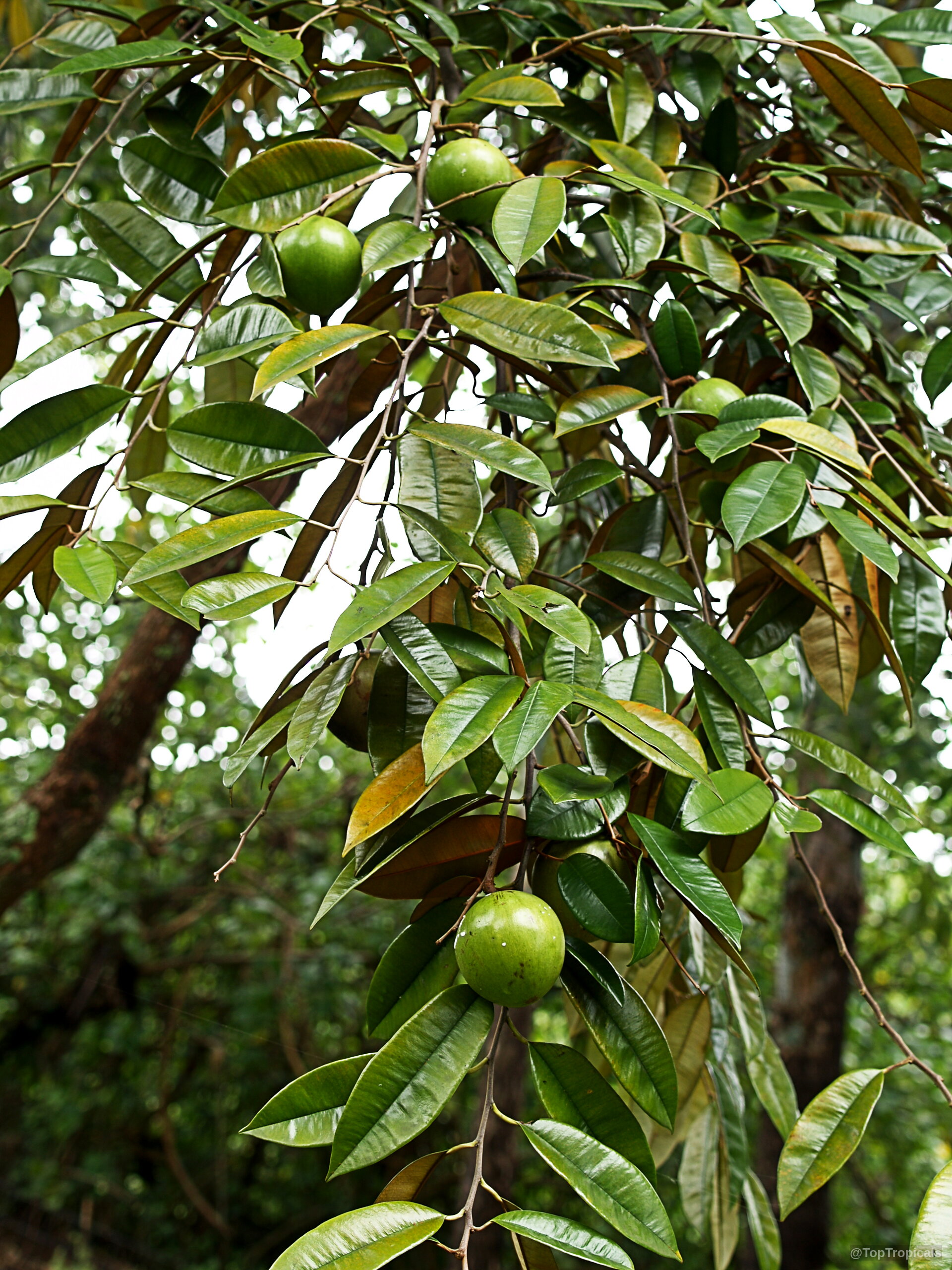 Chrysophyllum cainito (Caimito) branches carrying round fruit and glossy leaves under natural lighting Chrysophyllum cainito (Caimito) green fruit hanging from branches with oval shiny dark leaves