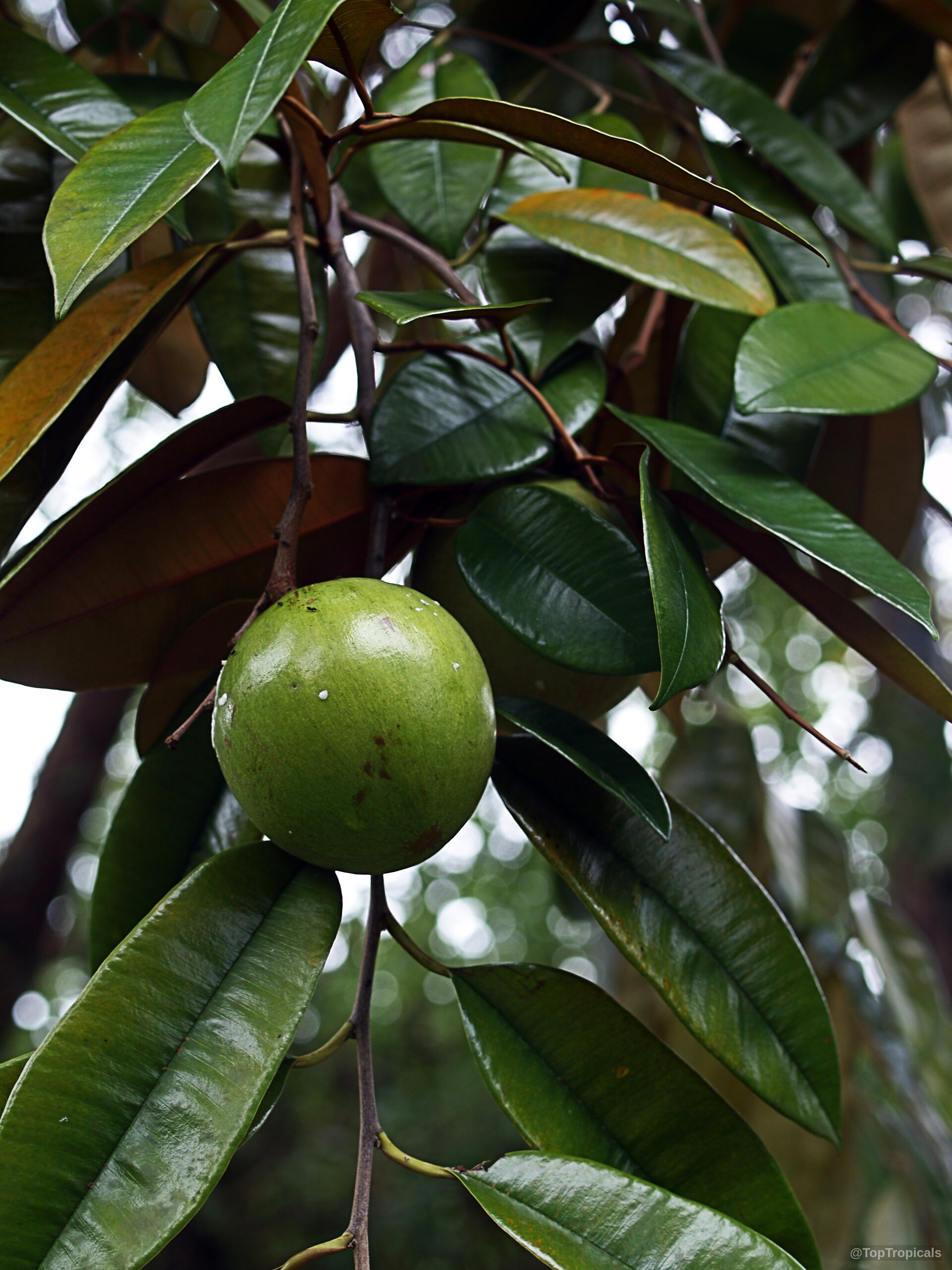 Chrysophyllum cainito (Caimito) with a round green fruit hanging among the shiny dark foliage Chrysophyllum cainito (Caimito) plant with a smooth green round fruit and shiny leaves close up