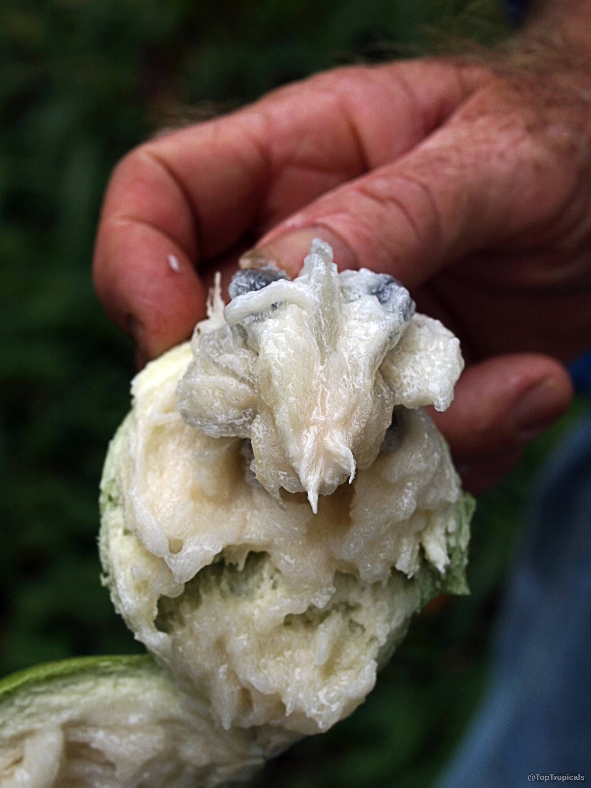 Chrysophyllum cainito (Caimito) fruit interior revealing white succulent pulp held by fingers in a close up Chrysophyllum cainito (Caimito) white fruit close up held in hand with soft translucent pulp texture