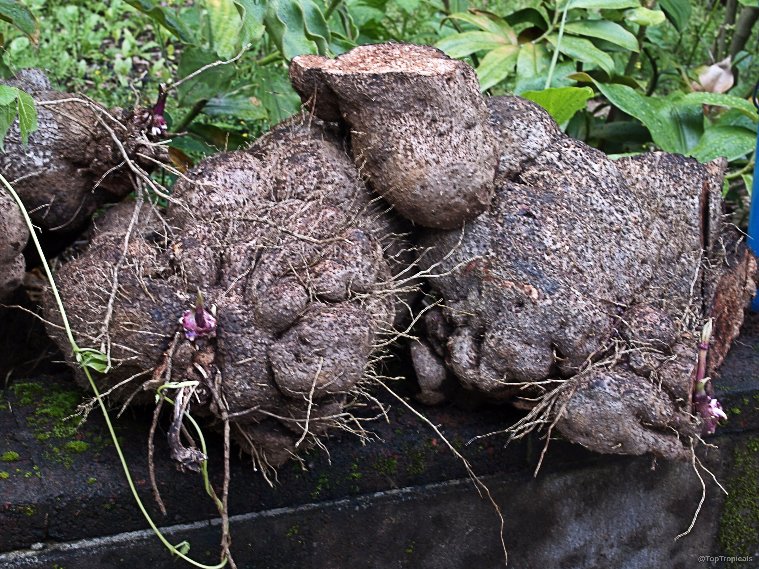 Dioscorea sp. (Yam) tuber shows brown textured surface with thin roots and purple sprouting tips. Dioscorea sp. (Yam) brown rough tuber fruit close up with tiny roots and shoots.