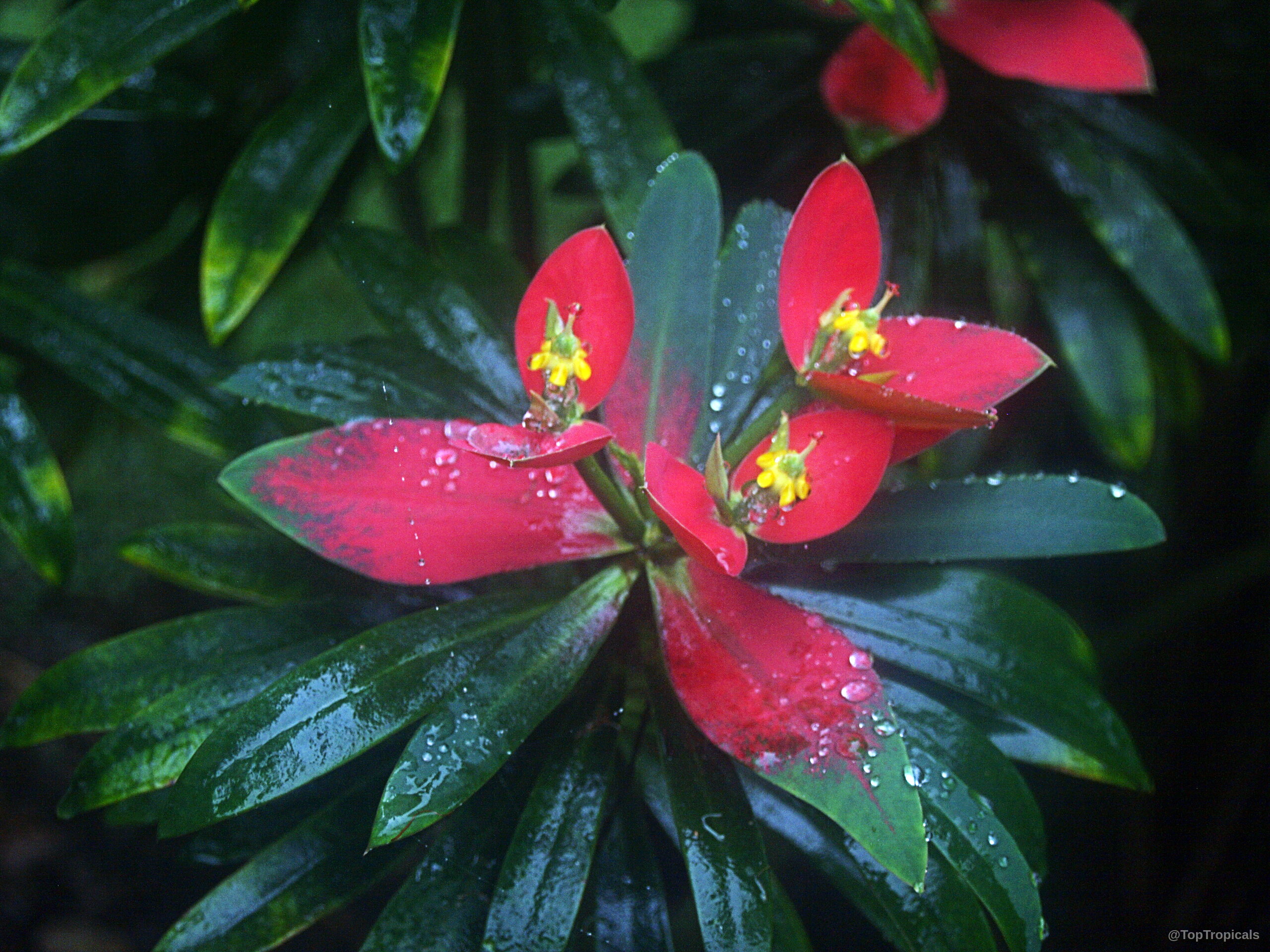 Euphorbia punicea (Jamaican Poinsettia) with vibrant red bracts and yellow centers covered in small water droplets. Euphorbia punicea (Jamaican Poinsettia) red flower close up with dark green leaves wet from rain