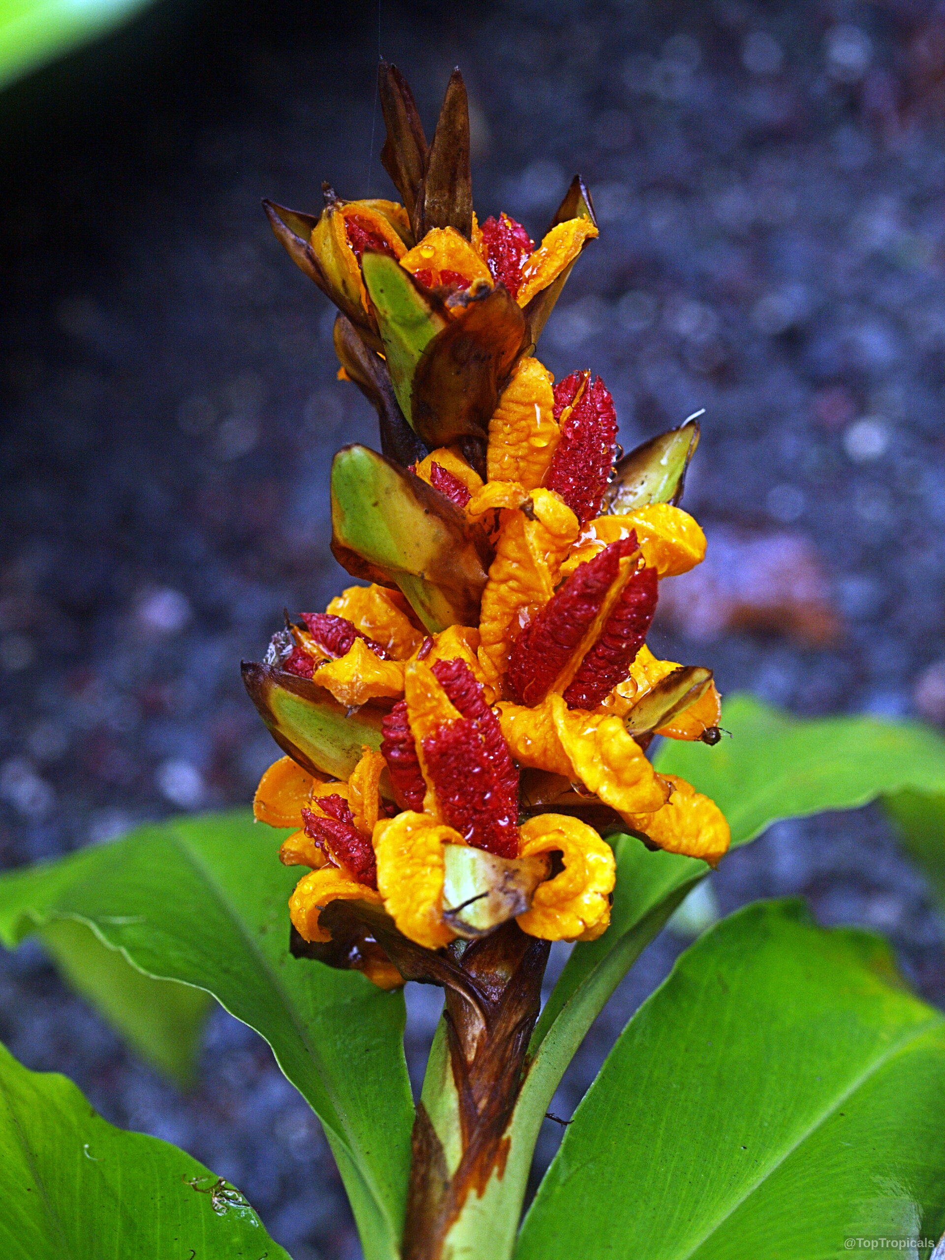Hedychium sp. (Ginger Lily) flower spike with orange petals and red textures on green leaves. Hedychium sp. (Ginger Lily) close up orange red flower spike with green leaves below