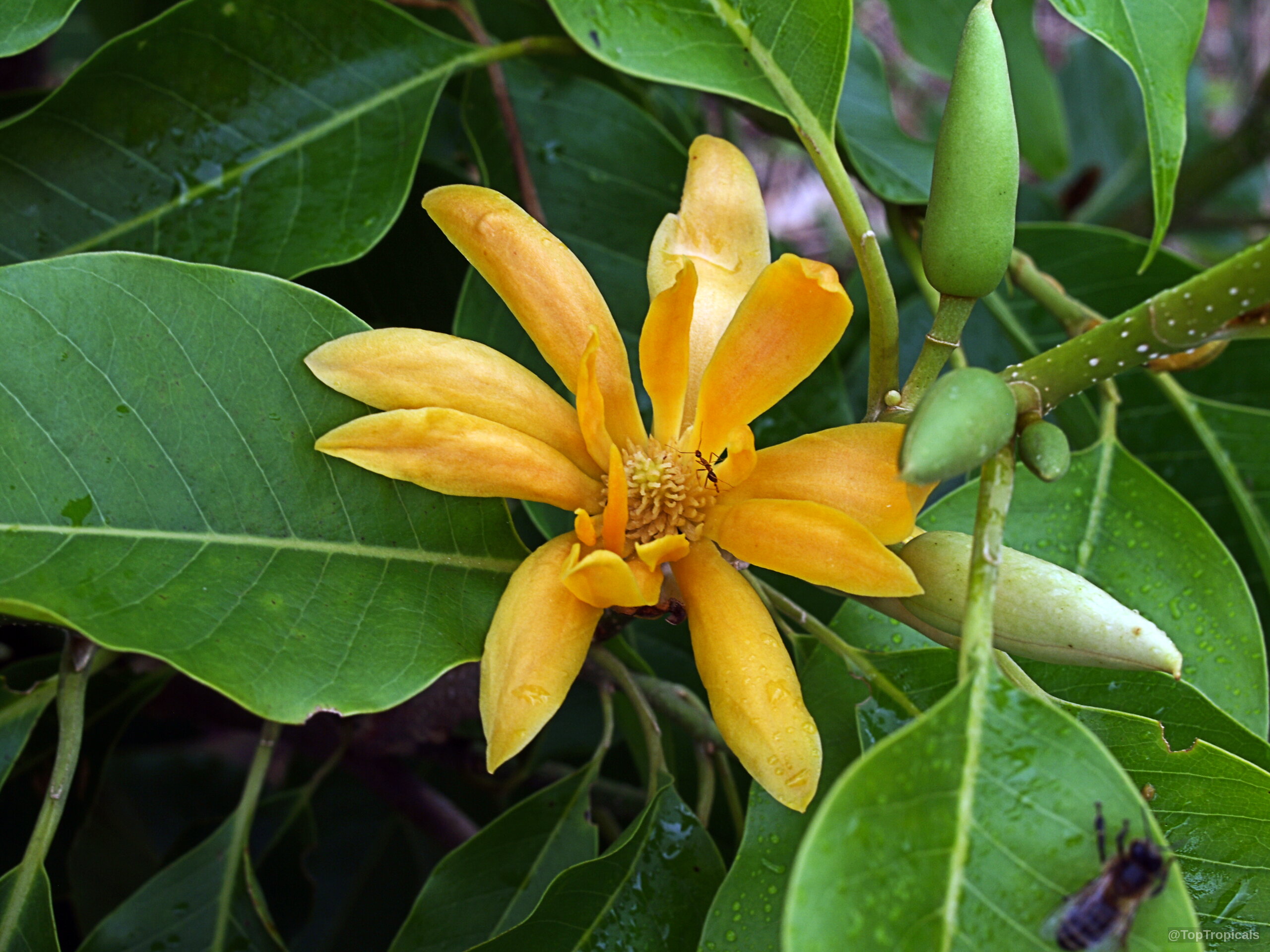 Magnolia champaca (Joy Perfume Tree) orange flower nestled among wide green foliage with tight buds. Magnolia champaca (Joy Perfume Tree) orange flower close up between lush wide green leaves.