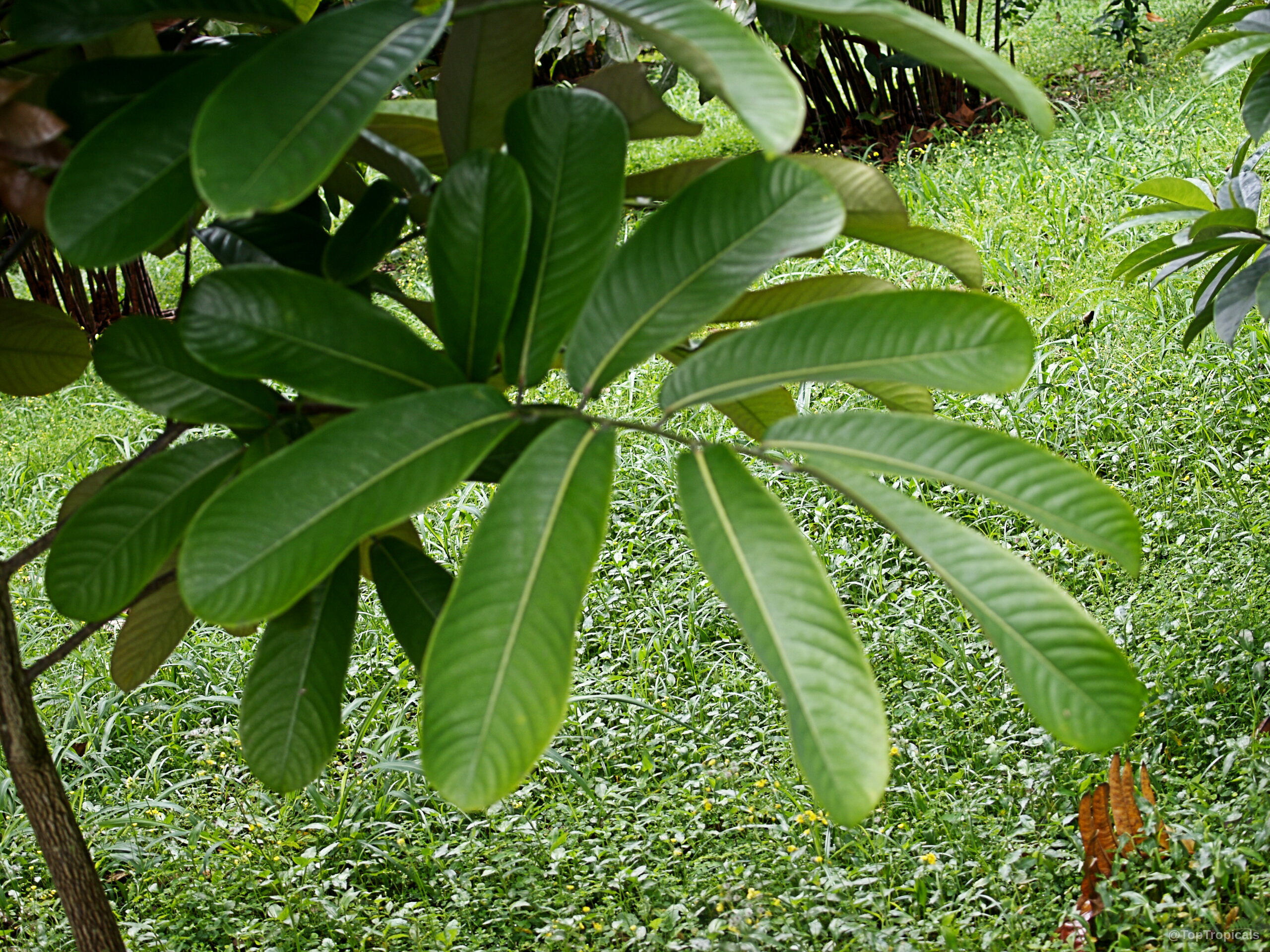 Monodora myristica (Calabash Nutmeg) with glossy, elongated, green leaves growing from a brown, thin branch. Monodora myristica (Calabash Nutmeg) plant with long, waxy, green leaves on a woody branch.
