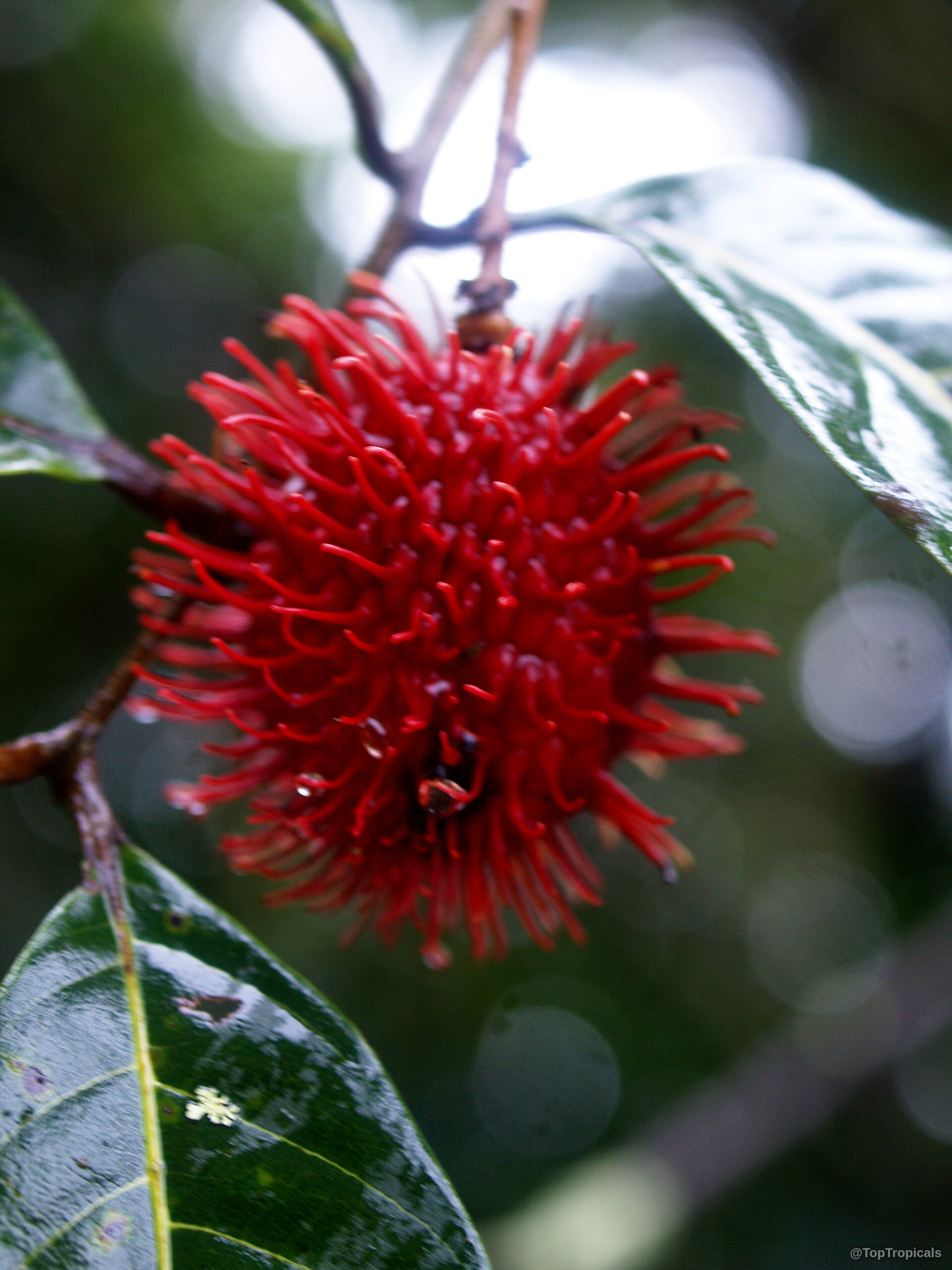 Nephelium lappaceum (Rambutan) fruit hanging from a leafy branch with a vibrant red textured skin. Nephelium lappaceum (Rambutan) red spiky fruit close up hanging from a branch in soft light.