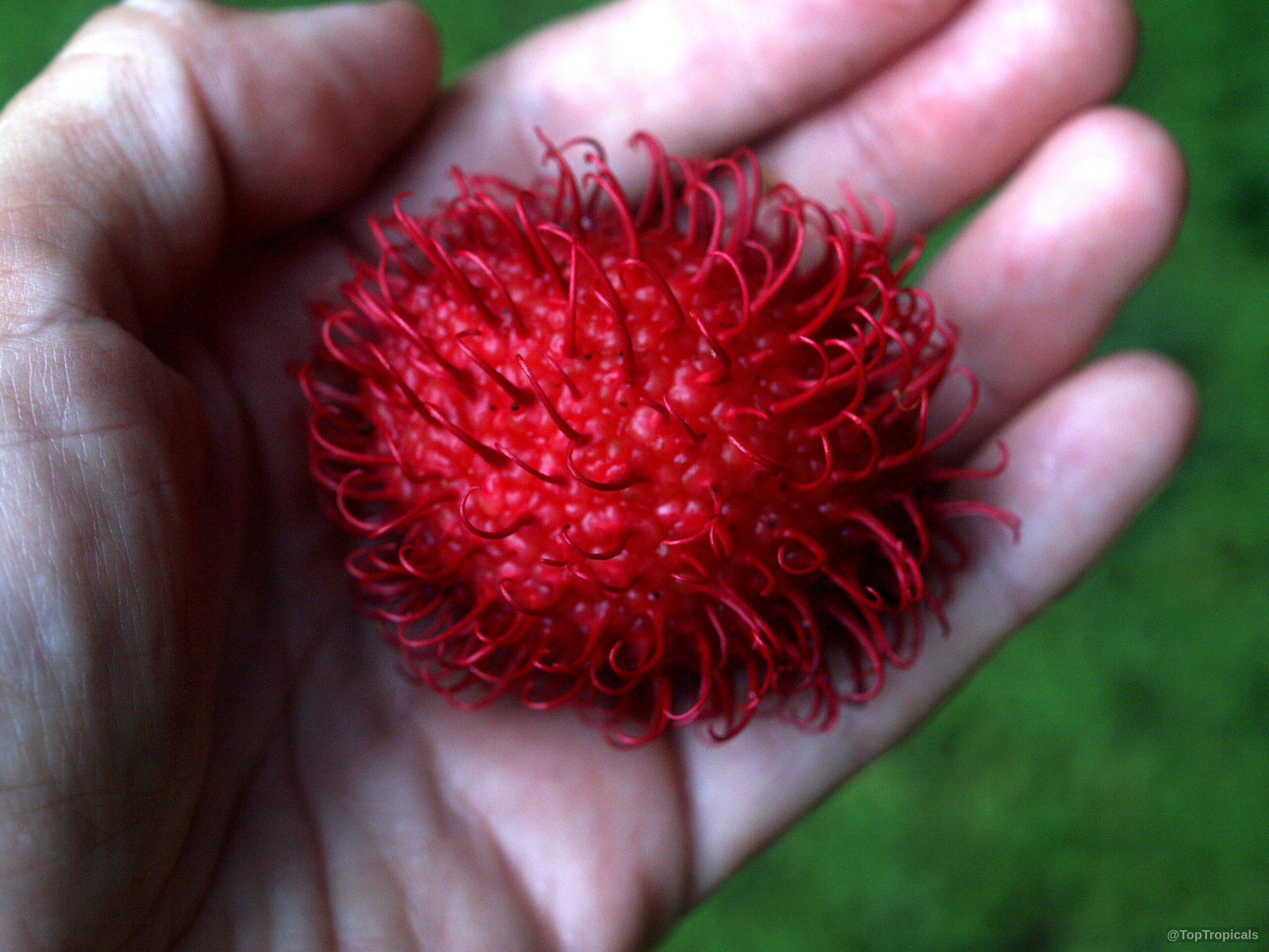 Nephelium lappaceum (Rambutan) red spiky fruit resting in the center of an open human palm. Nephelium lappaceum (Rambutan) red spiky fruit in a close up palm of a hand.