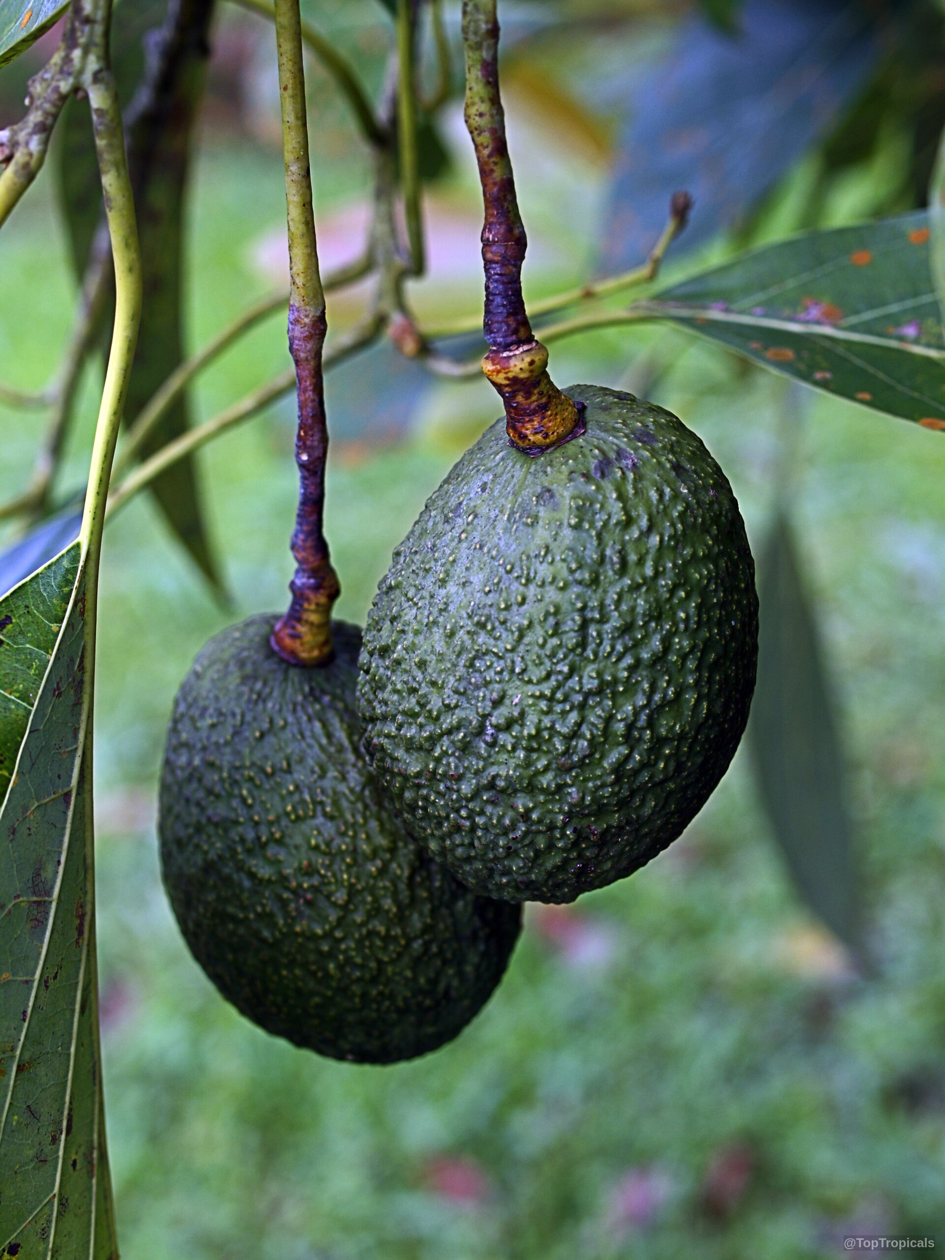 Persea americana (Avocado) with textured green skin hanging from a branch ready for harvest Persea americana (Avocado) dark green textured fruit hanging from a branch, close up
