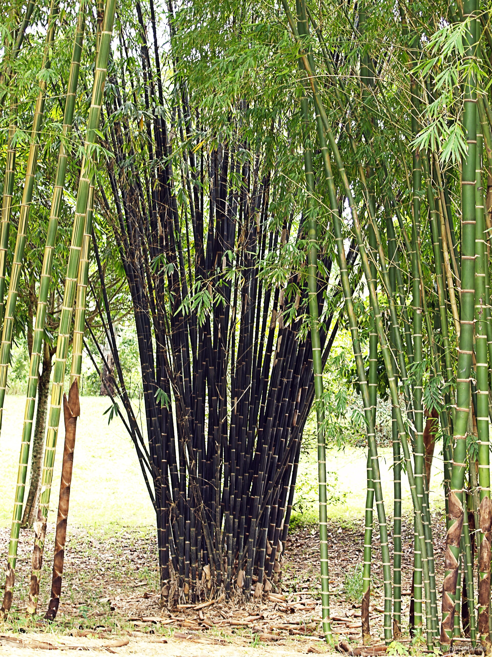 Phyllostachys nigra (Black Bamboo) stands tall with dark black canes and thin green leaves. Phyllostachys nigra (Black Bamboo) tall dark black canes with narrow green leaves plant.
