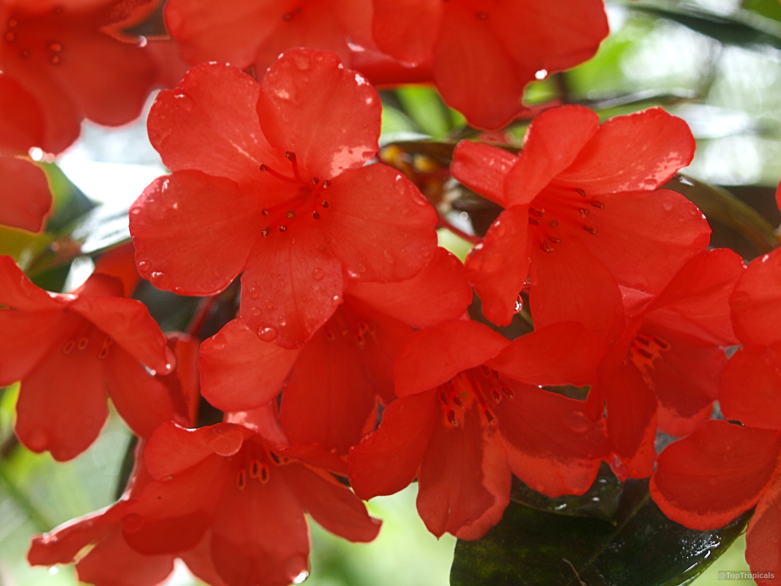 Rhododendron laetum (Vireya Rhododendron) orange flower clusters gather tightly, speckled with clear water droplets Rhododendron laetum (Vireya Rhododendron) orange flower close up with water droplets on soft petals