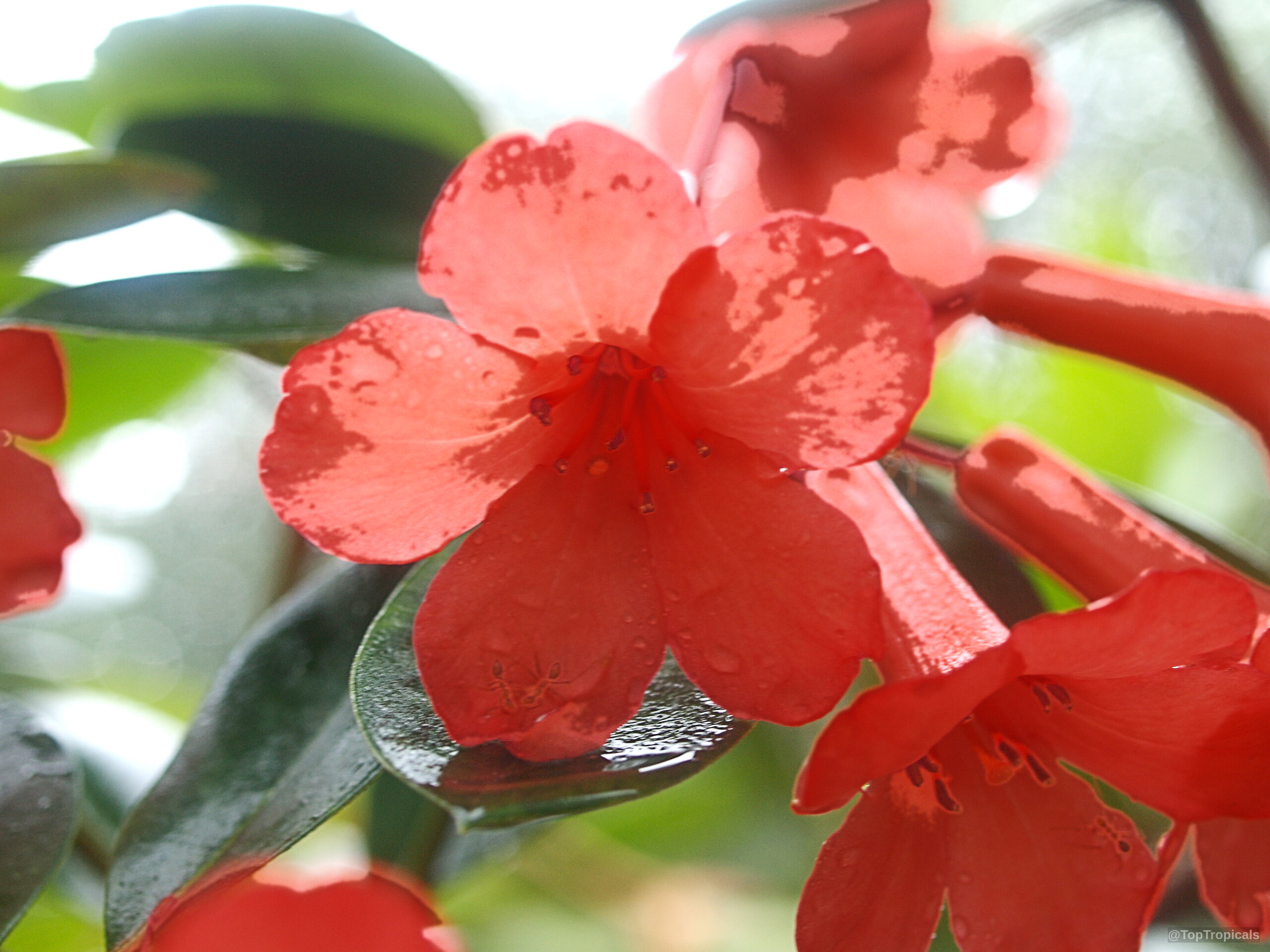 Rhododendron laetum (Vireya Rhododendron) orange flower with water droplets and green leaves in soft light. Rhododendron laetum (Vireya Rhododendron) orange flower close up with water drops on green leaves.