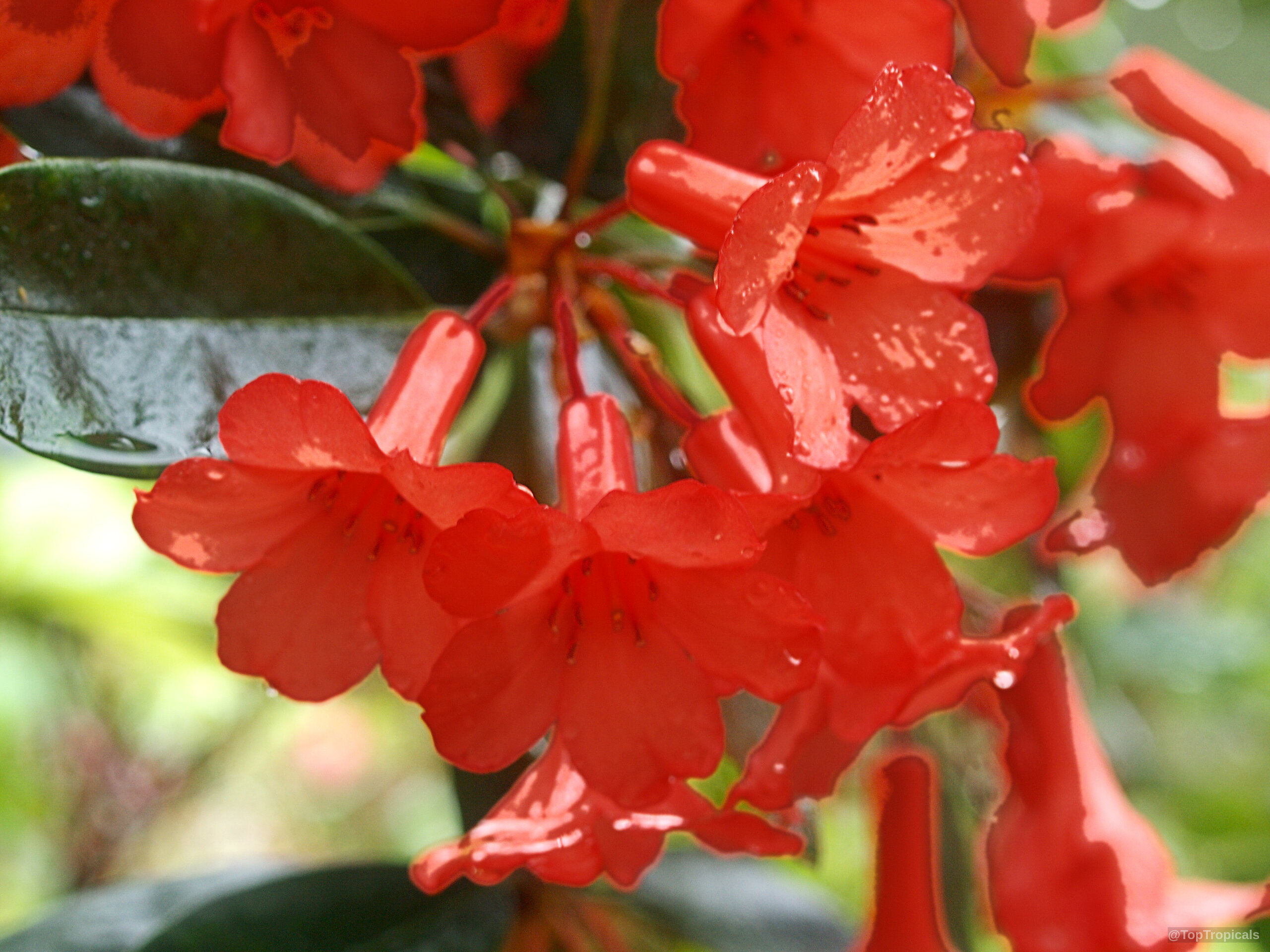 Rhododendron laetum (Vireya Rhododendron) orange flowers cluster together on a stem with dark green foliage. Rhododendron laetum (Vireya Rhododendron) orange flower close up on a wet branch with deep leaves.