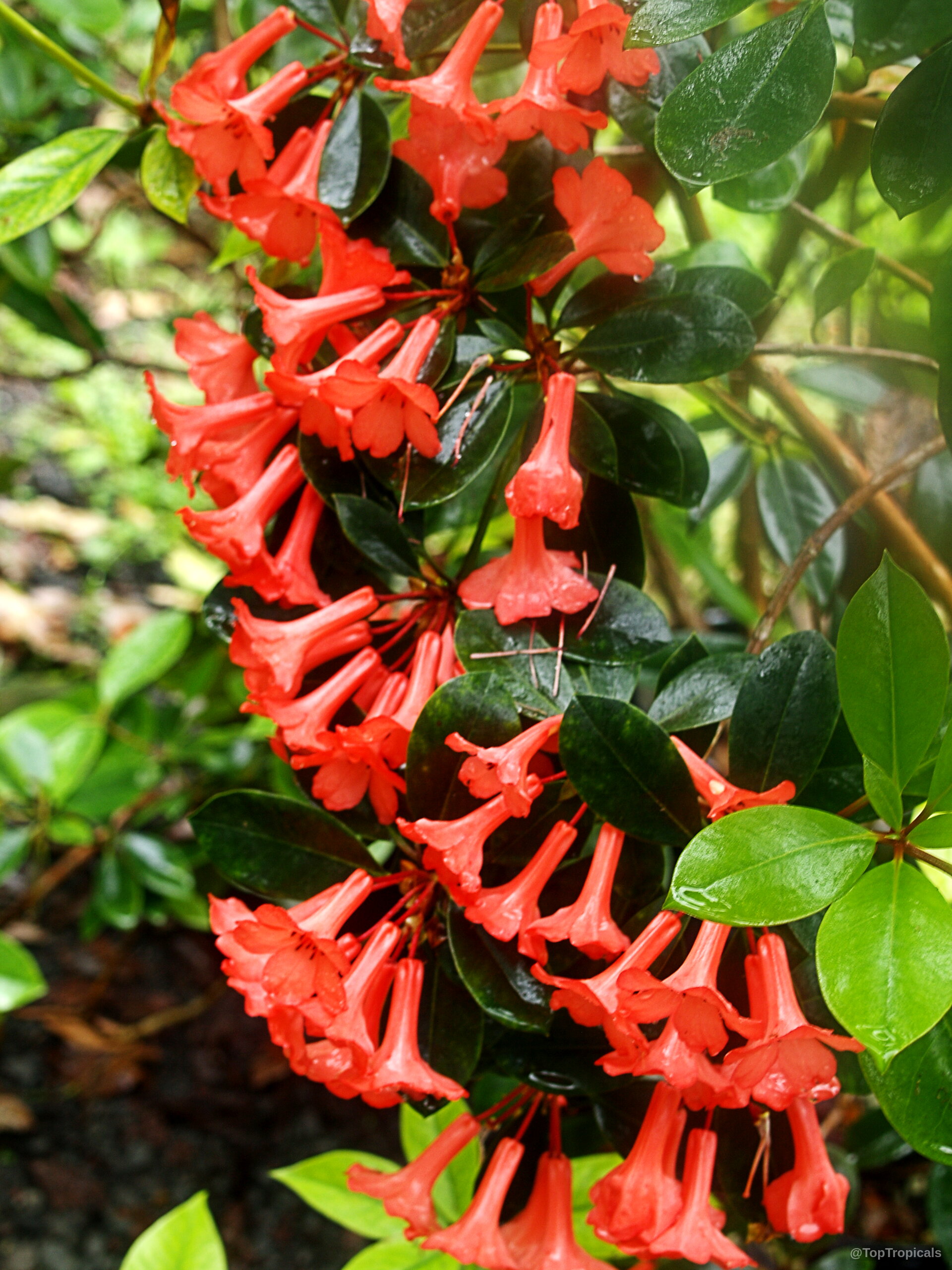 Rhododendron laetum (Vireya Rhododendron) cluster of orange bell flowers among thick glossy green leaves. Rhododendron laetum (Vireya Rhododendron) with orange flowers and dark green oval leaves on branch.
