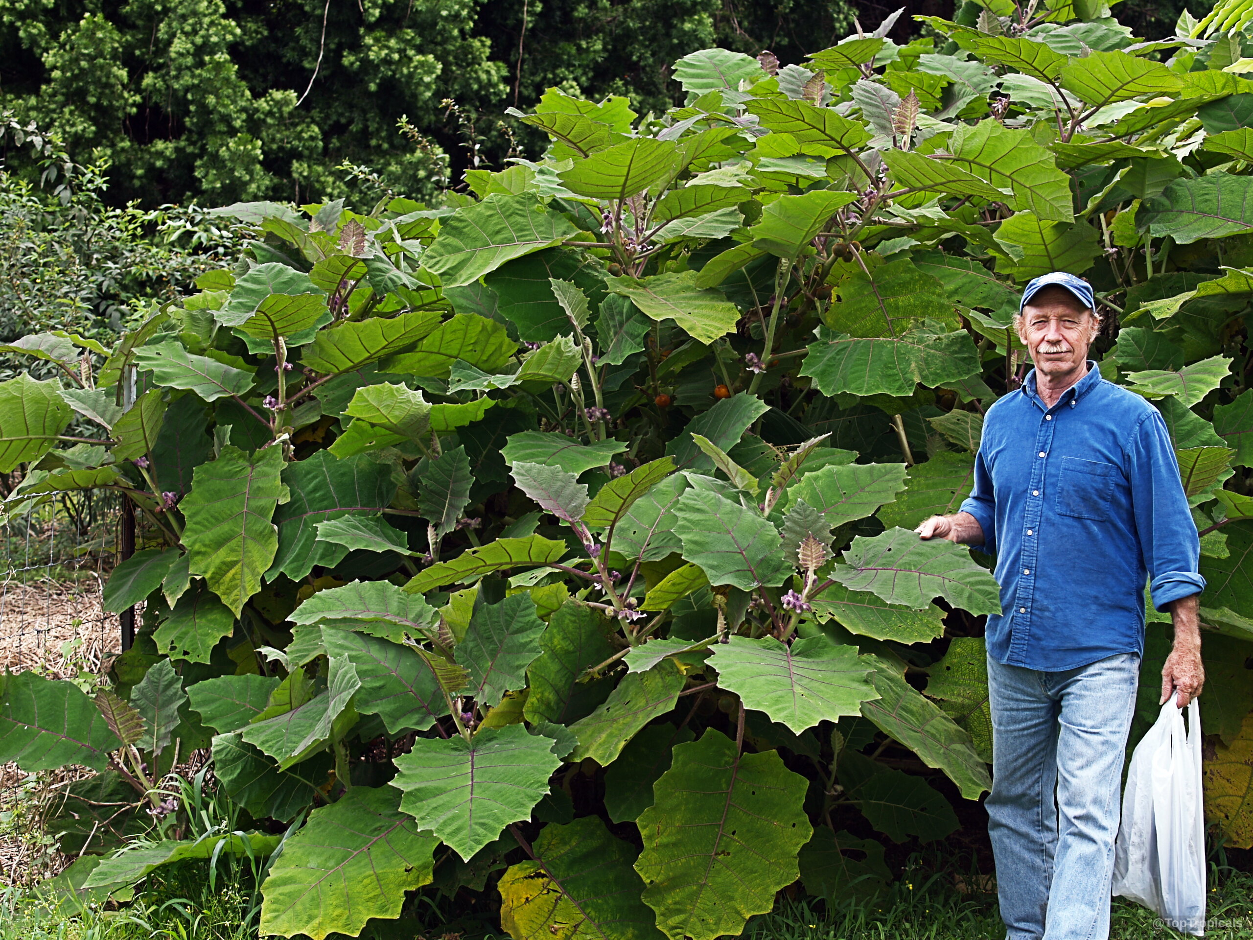 Solanum quitoense (Naranjilla) with large green leaves and a man standing beside the shrub Solanum quitoense (Naranjilla) plant with large green leaves and purple veins near a man