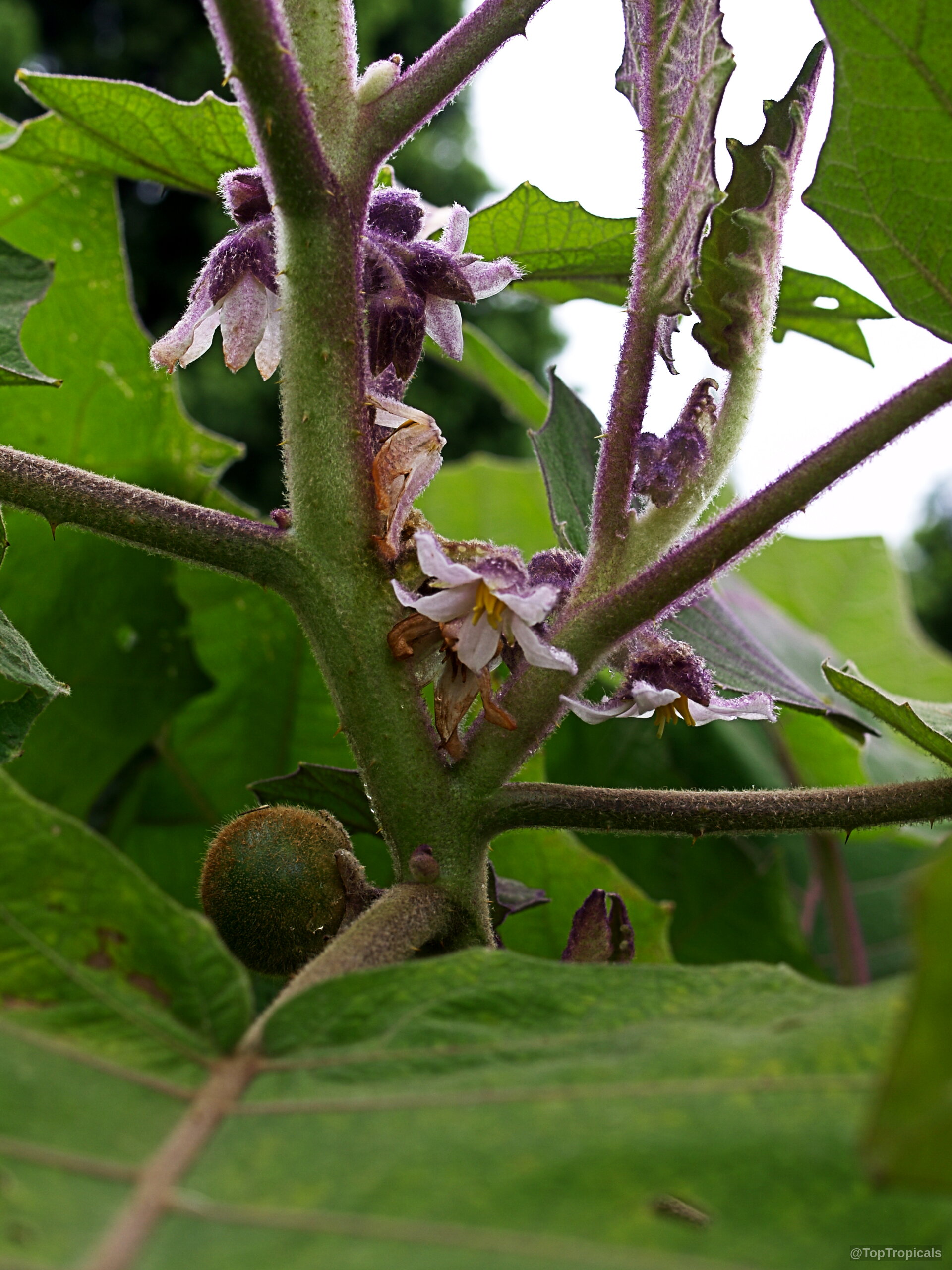 Solanum quitoense (Naranjilla) purple white flower on fuzzy stem with small green round fruit Solanum quitoense (Naranjilla) purple white flower close up on fuzzy stem with green fruit