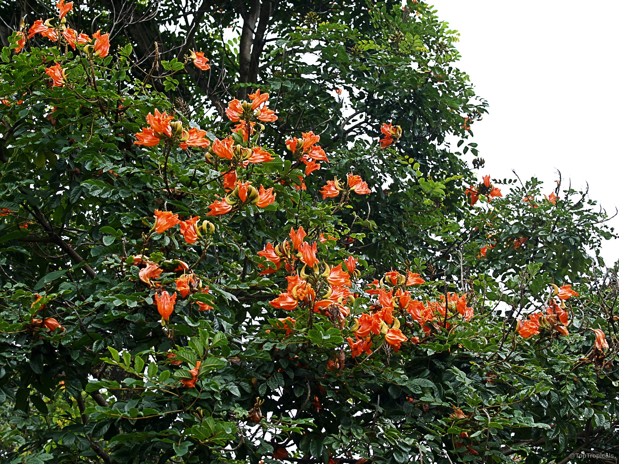 Spathodea campanulata (African Tulip Tree) orange flower clusters tucked within thick deep green foliage limbs. Spathodea campanulata (African Tulip Tree) orange flower clusters filling canopy tree branches close up