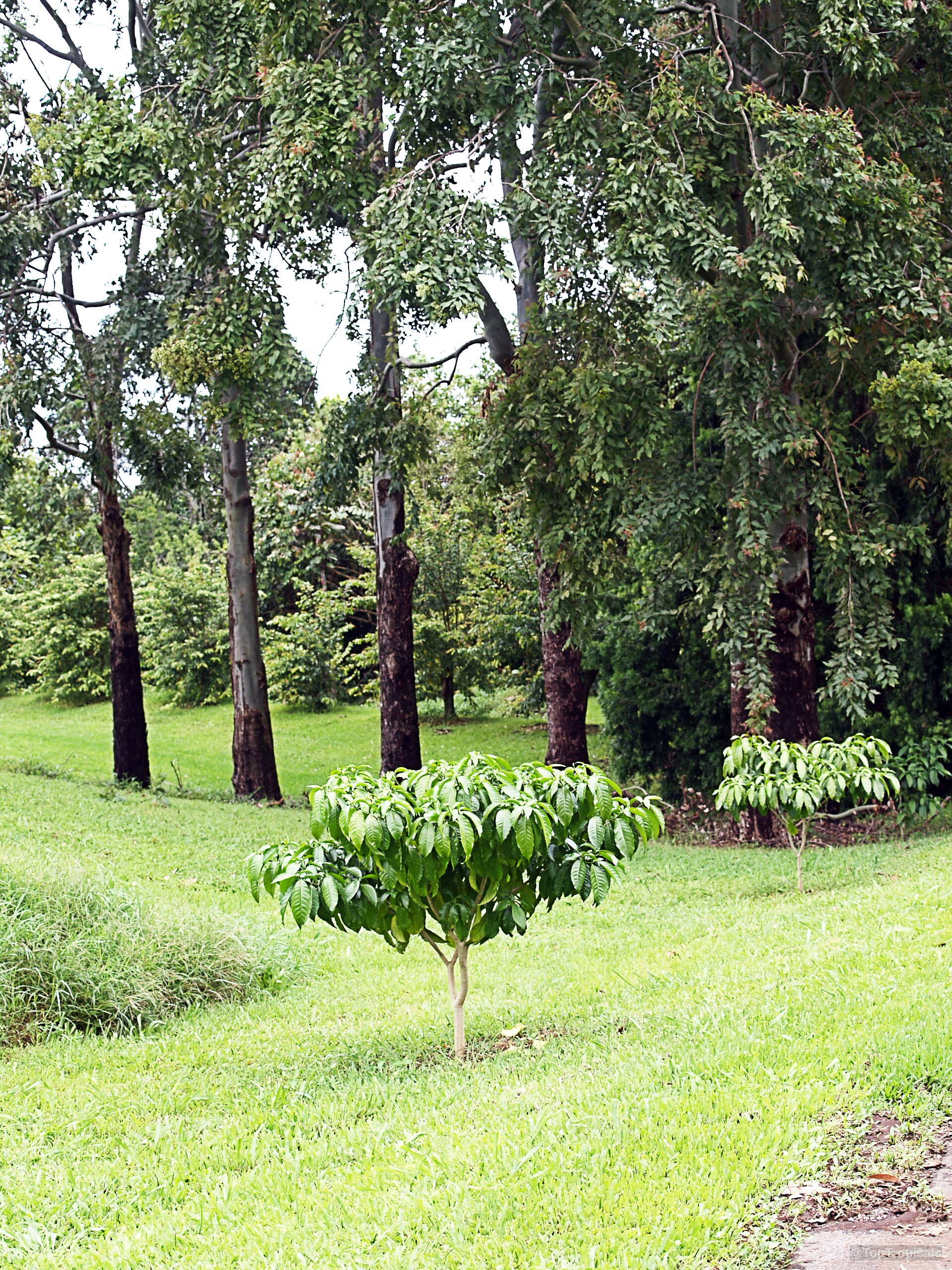 Stemmadenia galeottiana (Lechoso) young small plant growing among mature trees in open green grass. Stemmadenia galeottiana (Lechoso) plant with lush green leaves growing in a grassy open landscape.