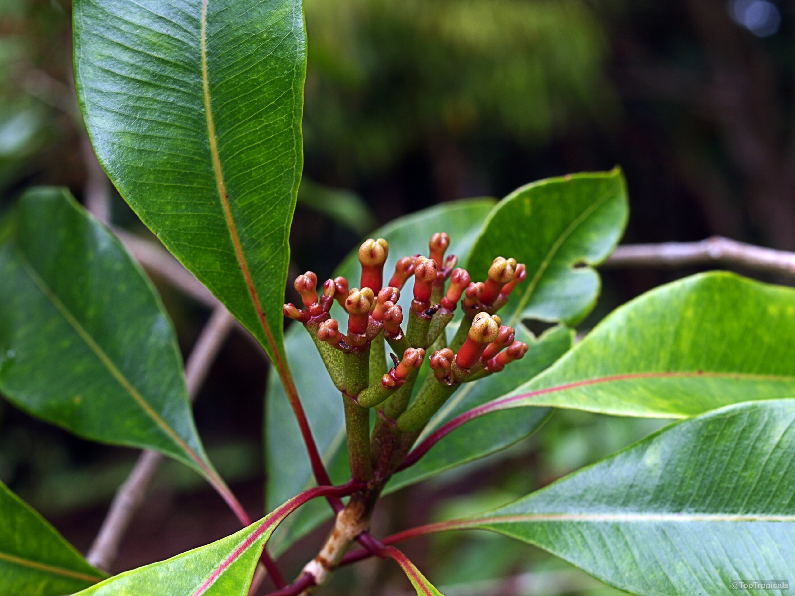 Syzygium aromaticum (Clove) red and green flower cluster growing between several large smooth leaves Syzygium aromaticum (Clove) red and green flower cluster on plant close up