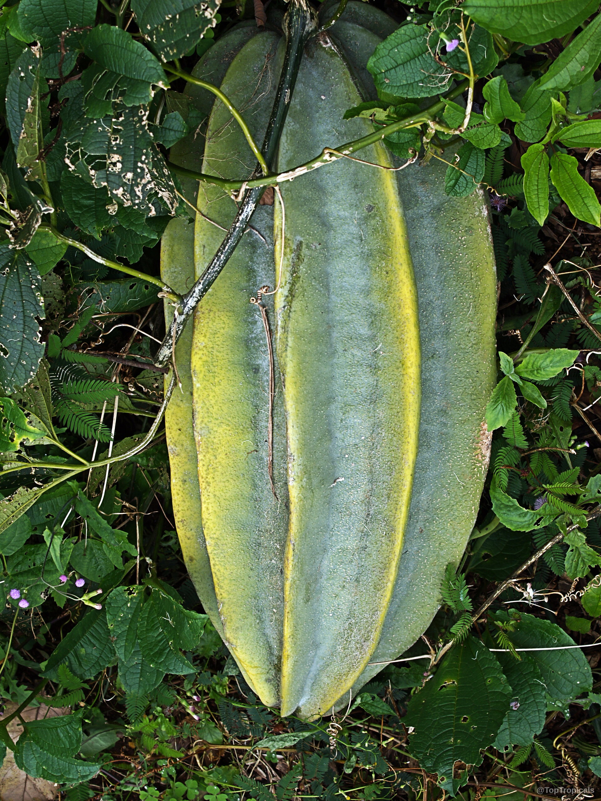 Telfairia occidentalis (Fluted Pumpkin) fruit resting among dark foliage with noticeable ribbing along the surface. Telfairia occidentalis (Fluted Pumpkin) with large green fruit and ribbed edges in close up view.