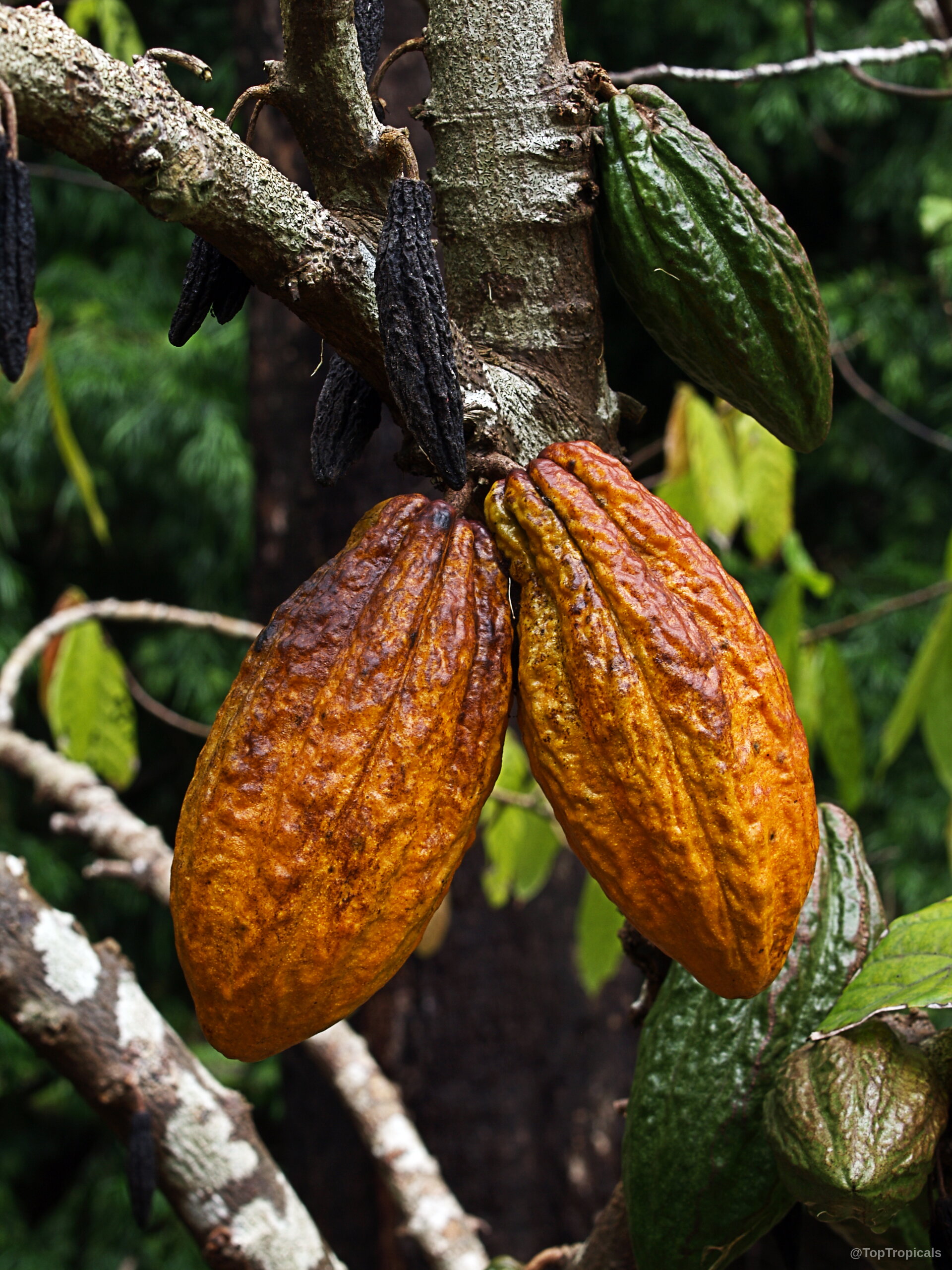 Theobroma cacao (Chocolate Tree) orange ripe pods hanging directly from the rough wooden branch. Theobroma cacao (Chocolate Tree) orange fruit close up hanging from the trunk branch.