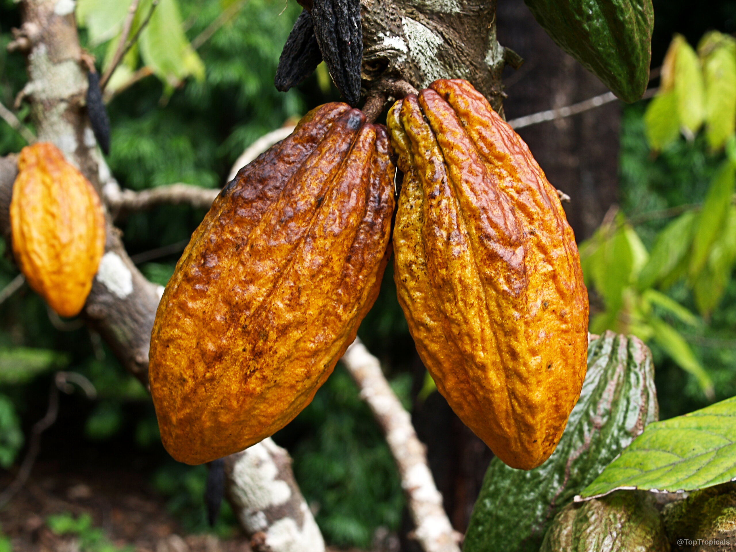 Theobroma cacao (Chocolate Tree) orange ribbed fruit growing directly on the thick woody tree trunk. Theobroma cacao (Chocolate Tree) orange ribbed fruit hanging from a branch close up.