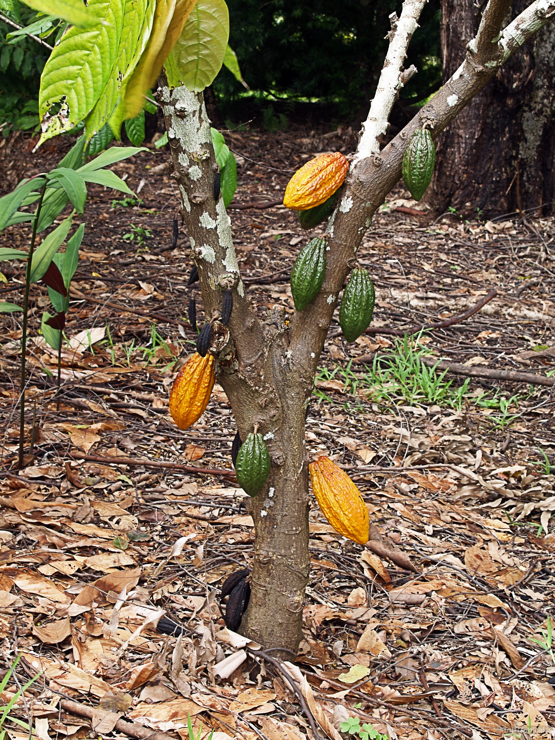 Theobroma cacao (Chocolate Tree) trunk with multiple yellow and green fruit growing along the bark. Theobroma cacao (Chocolate Tree) with yellow and green fruit on a tree trunk close up.