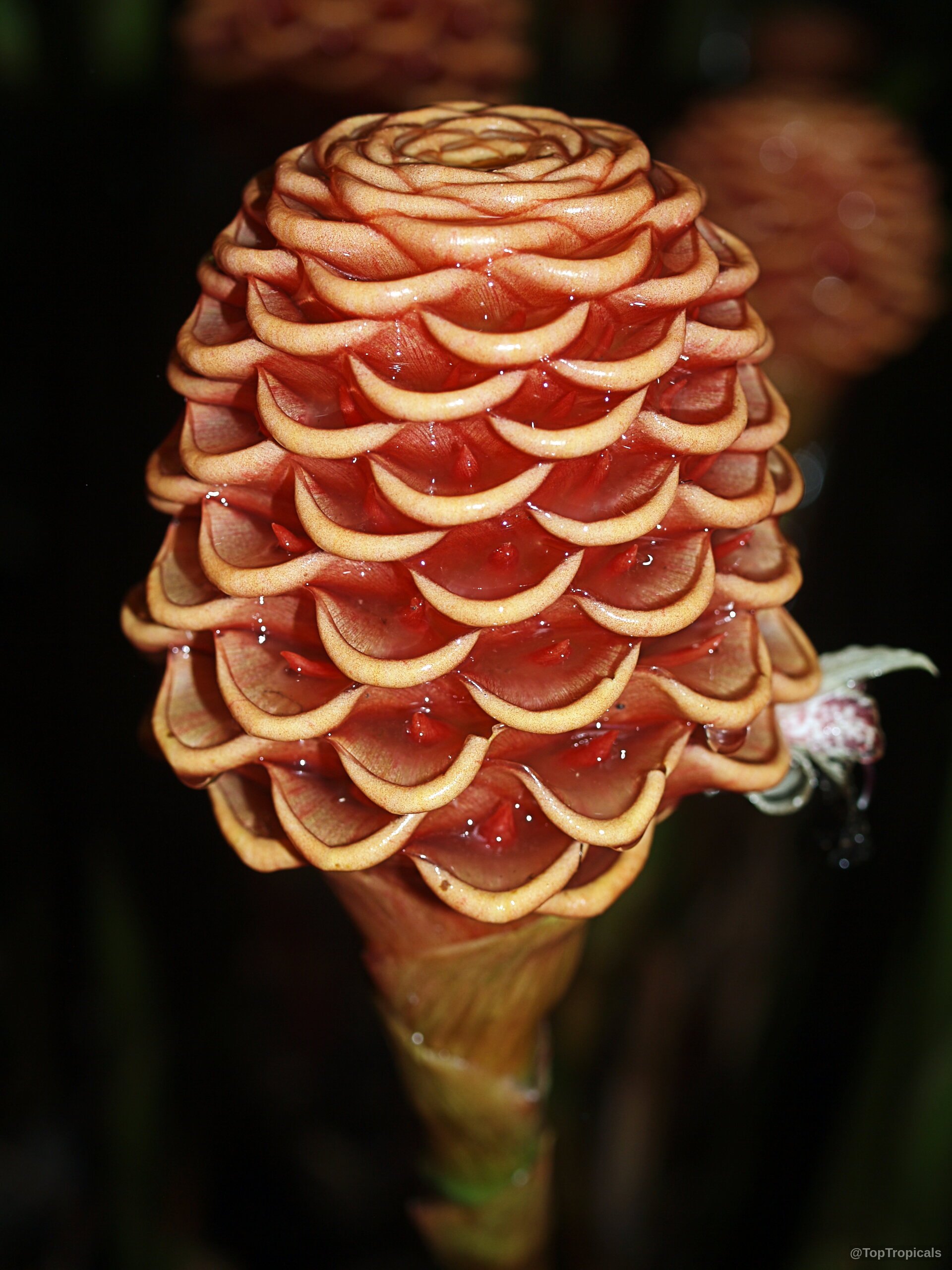 Zingiber spectabile (Beehive Ginger) orange flower showing detailed overlapping bracts in a close up. Zingiber spectabile (Beehive Ginger) orange close up flower showing detailed rounded bracts and structure.