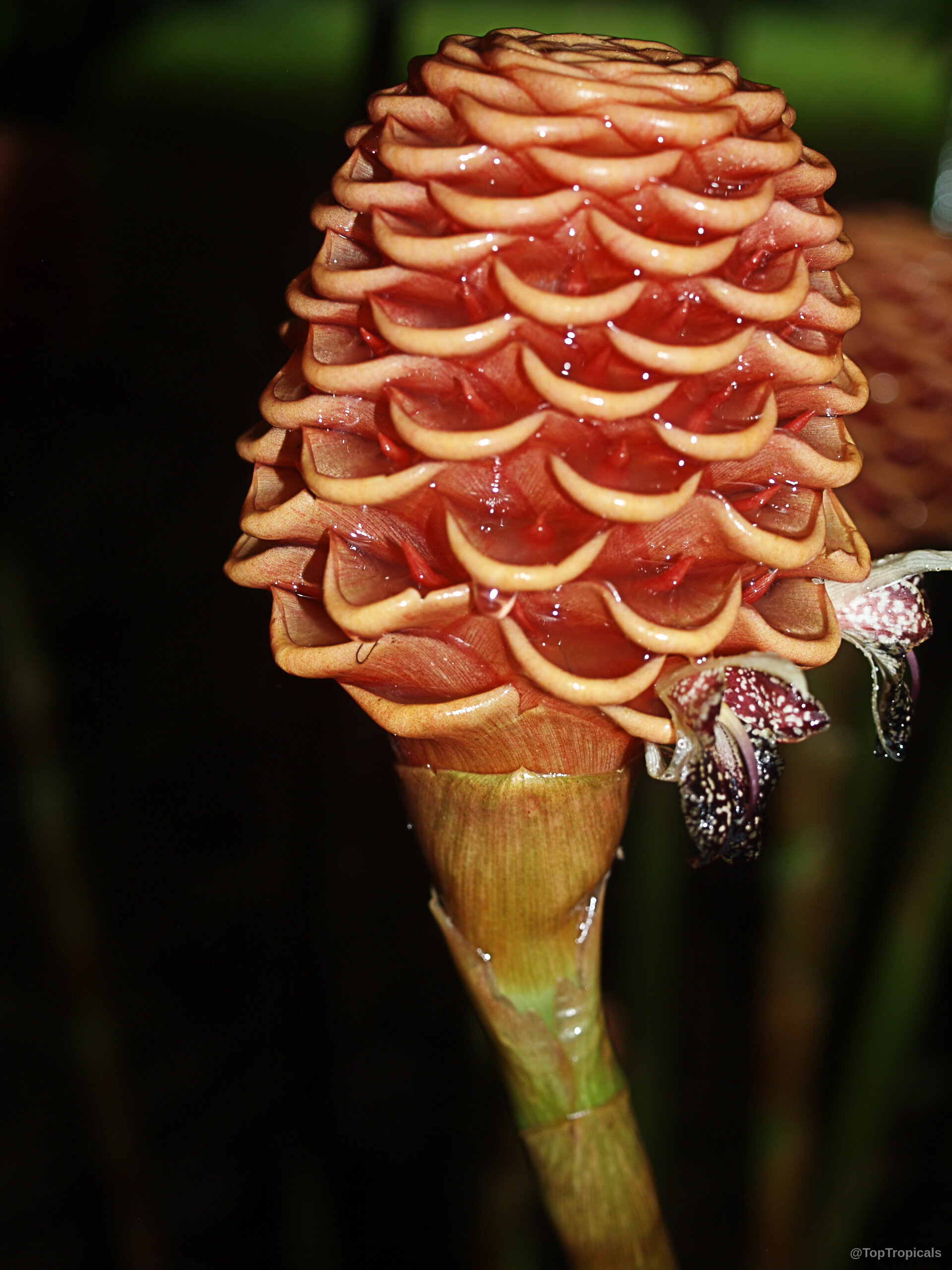 Zingiber spectabile (Beehive Ginger) orange flower with stacked bracts and small purple white spotted petals. Zingiber spectabile (Beehive Ginger) orange flower close up with stacked waxy overlapping bracts.