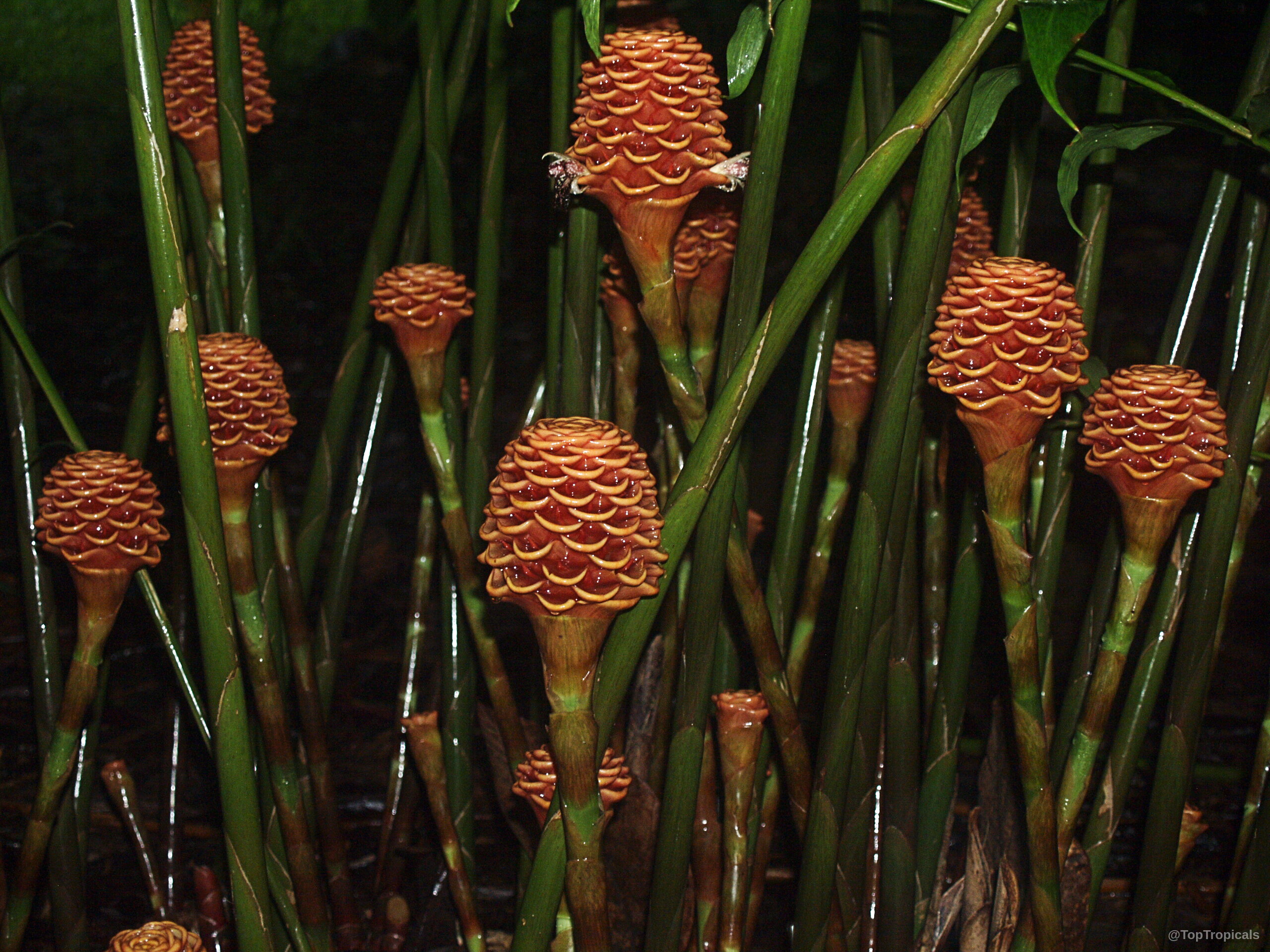 Zingiber spectabile (Beehive Ginger) orange flower cones sitting atop thick green stems Zingiber spectabile (Beehive Ginger) orange flower structures on green stems in close up