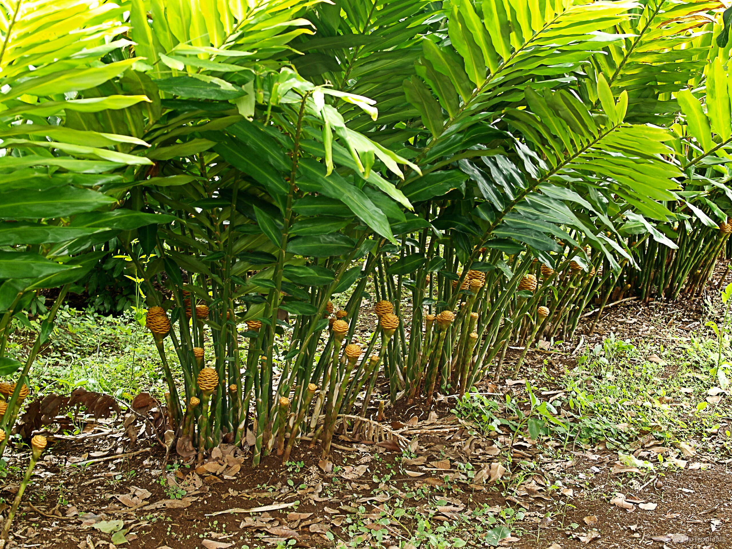 Zingiber spectabile (Beehive Ginger) with yellow flower bracts nestled among tall green leafy stems. Zingiber spectabile (Beehive Ginger) with yellow flower bracts on upright green leafy plant stems.