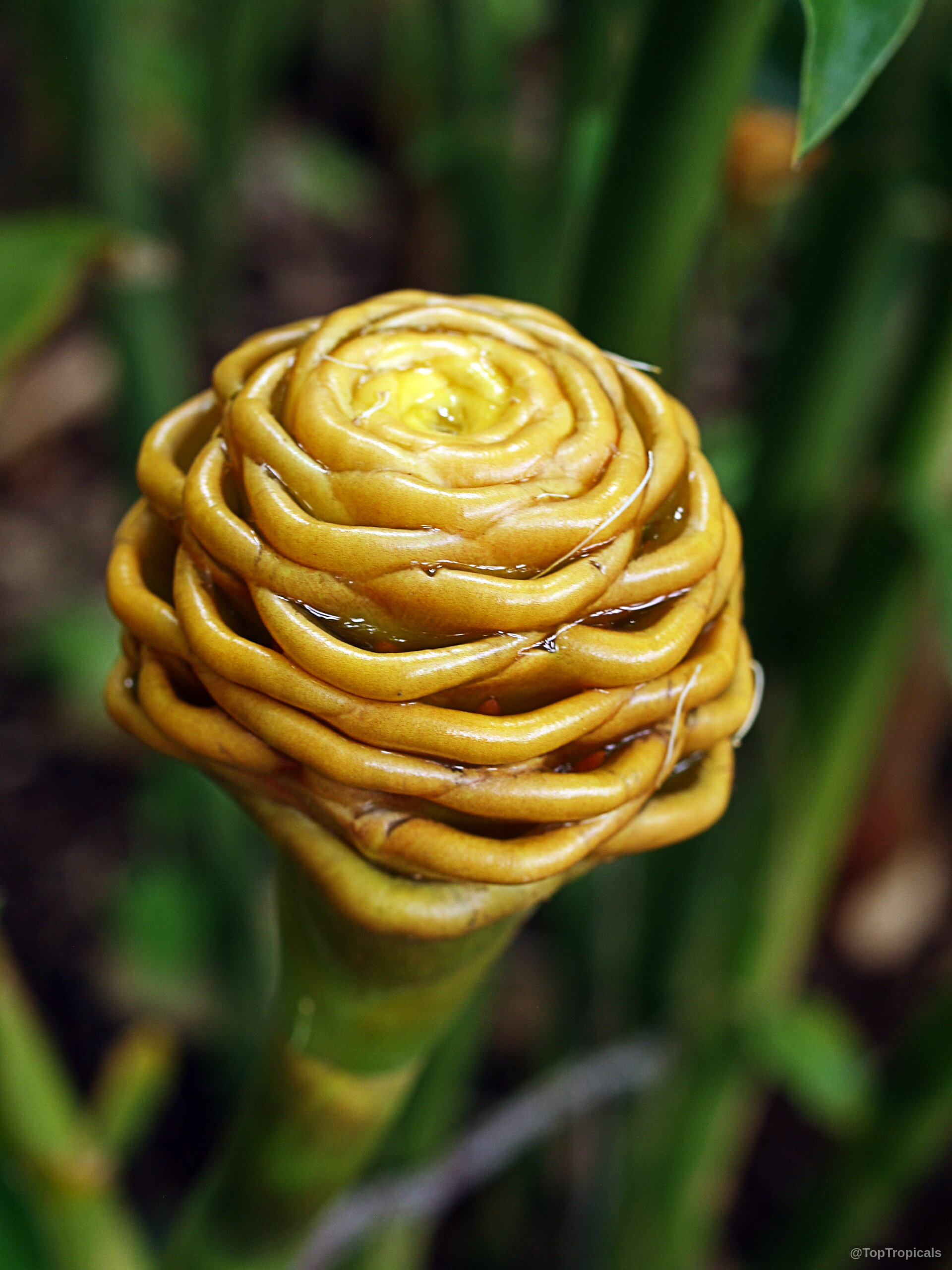 Zingiber spectabile (Beehive Ginger) yellow flower with tight spiraling layers of waxy bracts. Zingiber spectabile (Beehive Ginger) yellow flower close up with stacked waxy curved bracts.