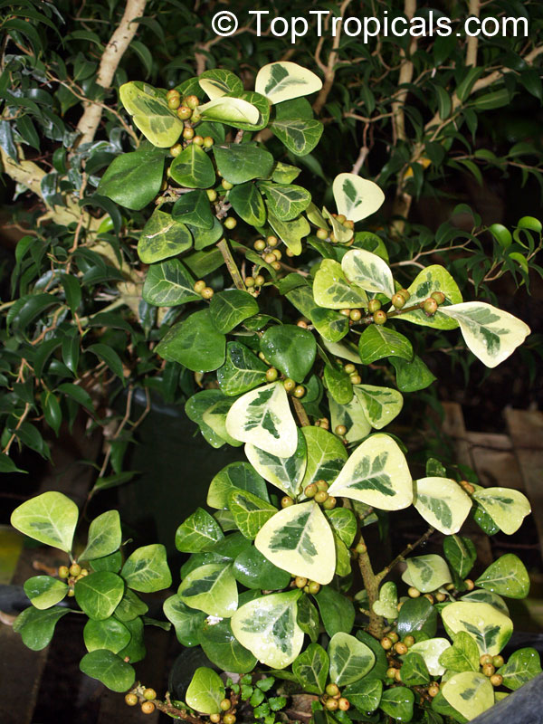 Ficus natalensis subsp. leprieurii, Ficus triangularis, Triangle Ficus, Triangle Leaf Fig Tree. Variegated form